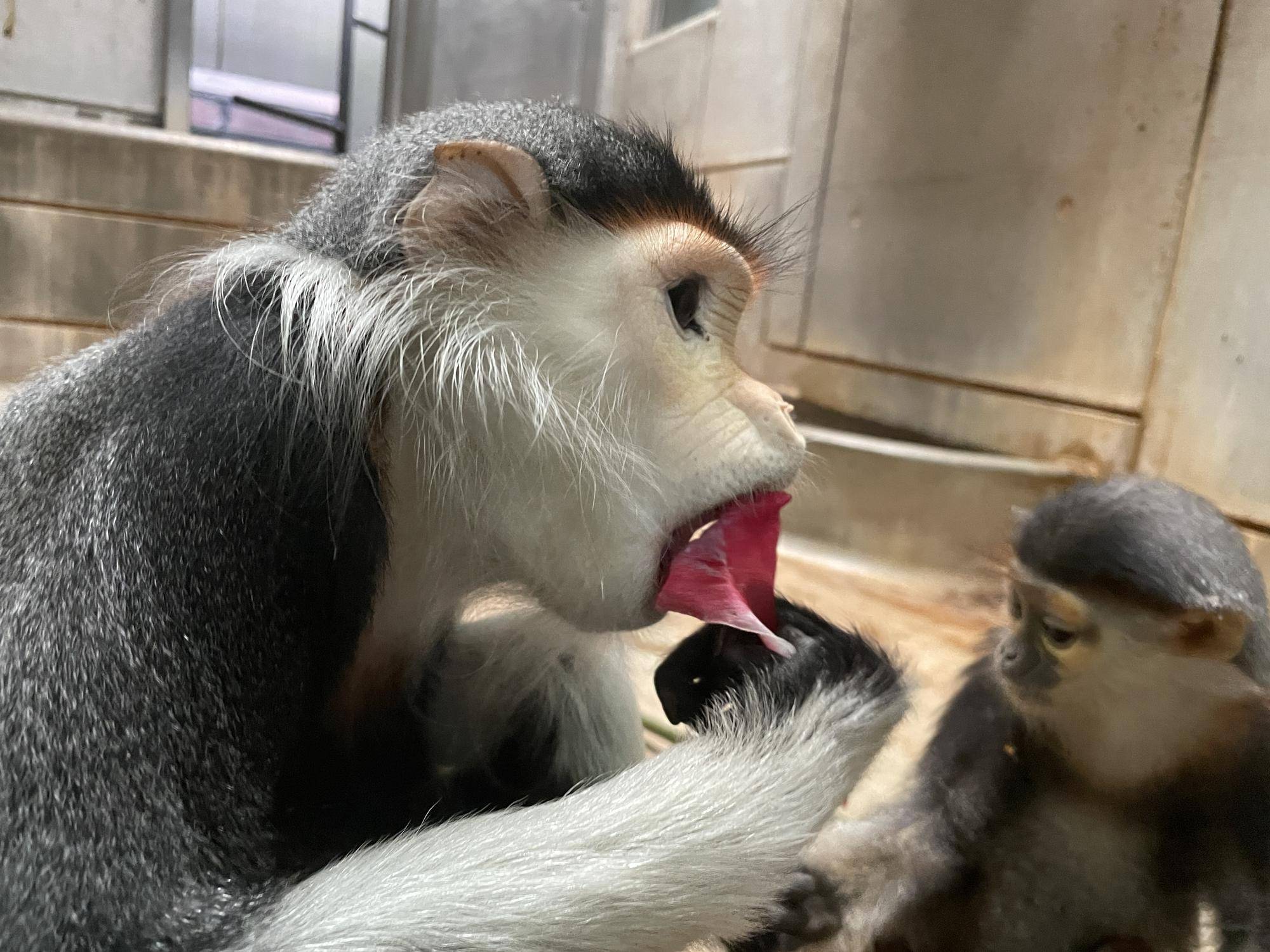 【飼育日誌】20230120:美しさ2倍ハイビスカス (20).jpg