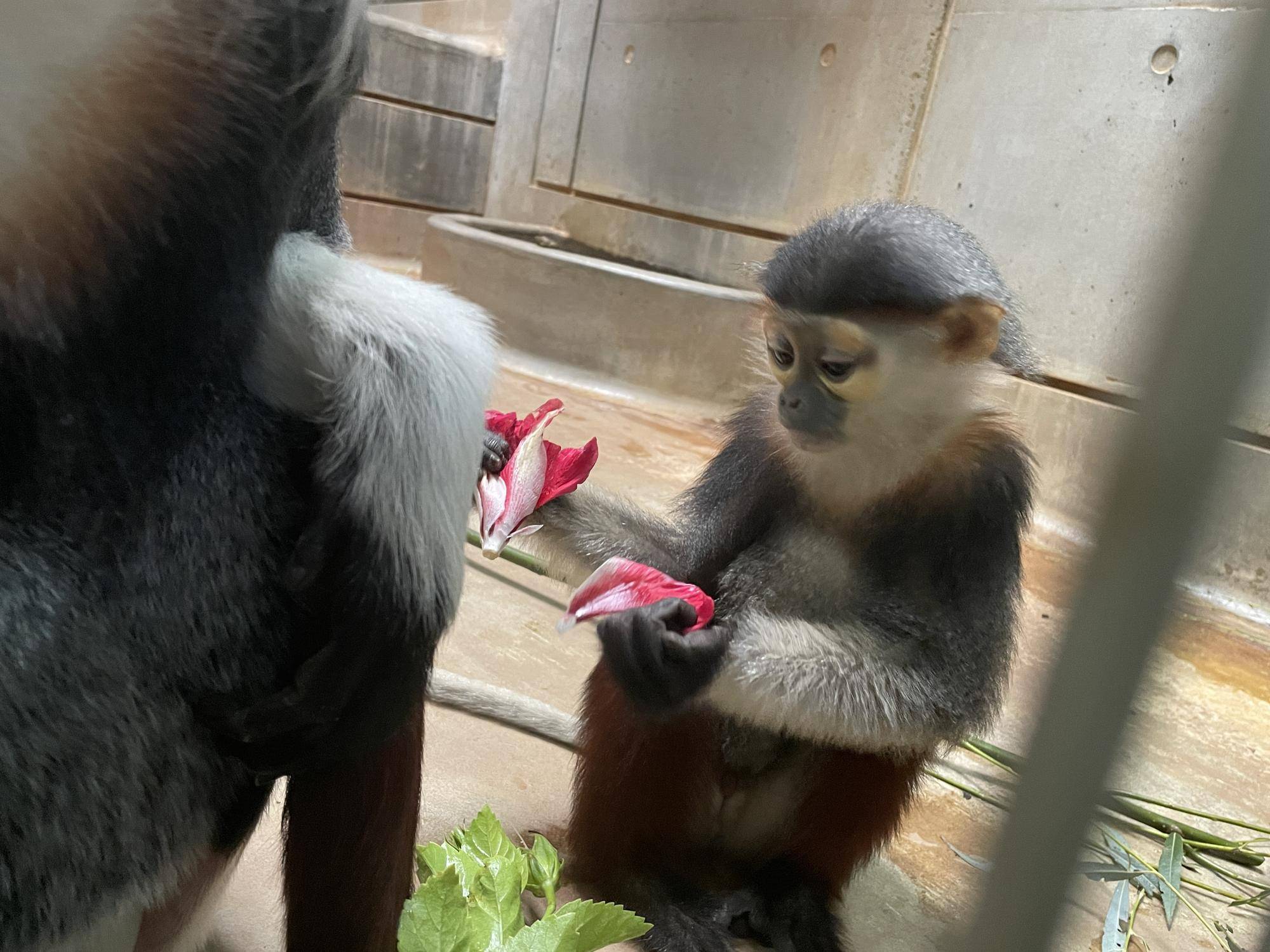 【飼育日誌】20230120:美しさ2倍ハイビスカス (32).jpg