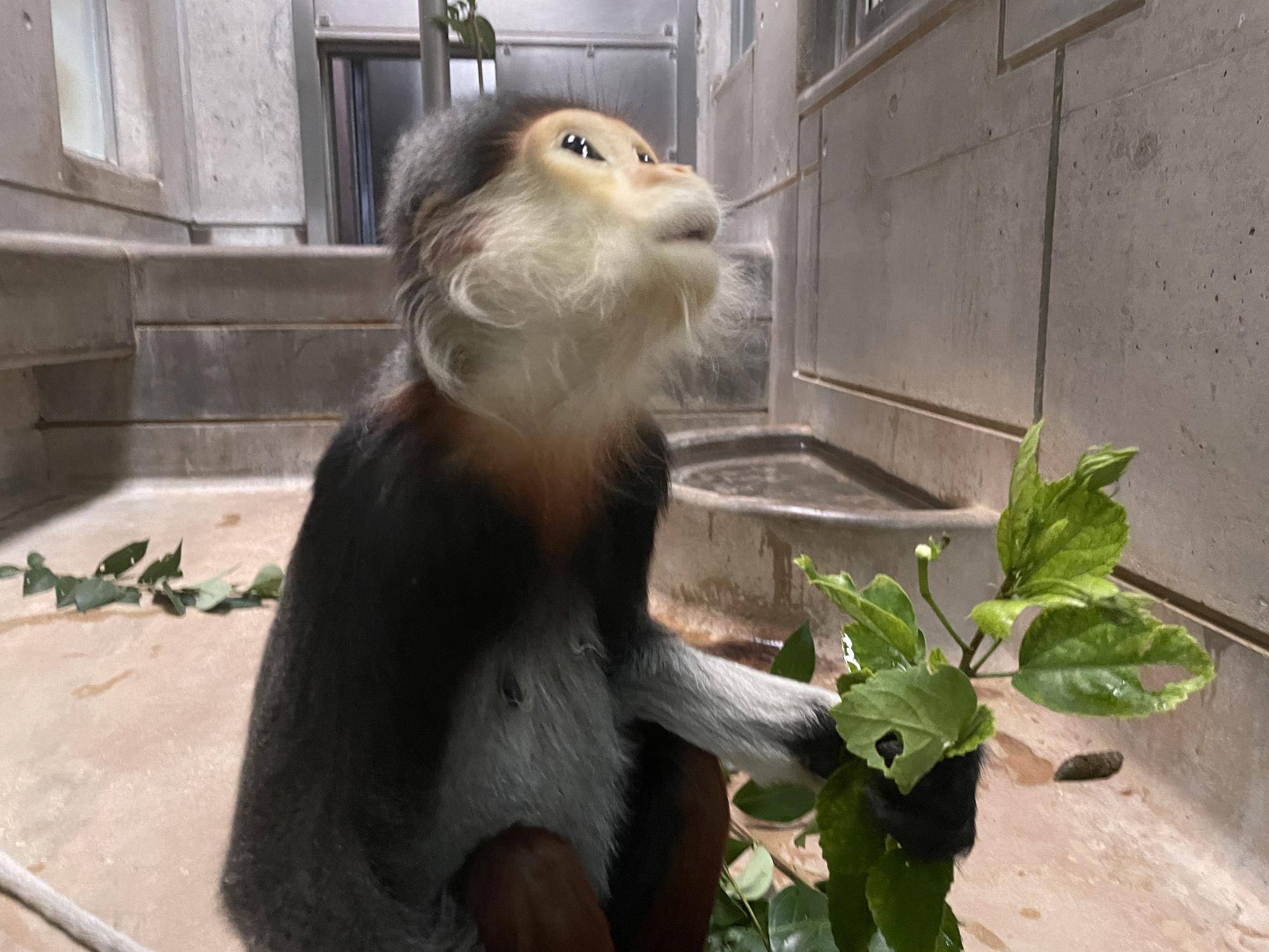 【飼育日誌】20230120：美しさ2倍ハイビスカス (9).jpg