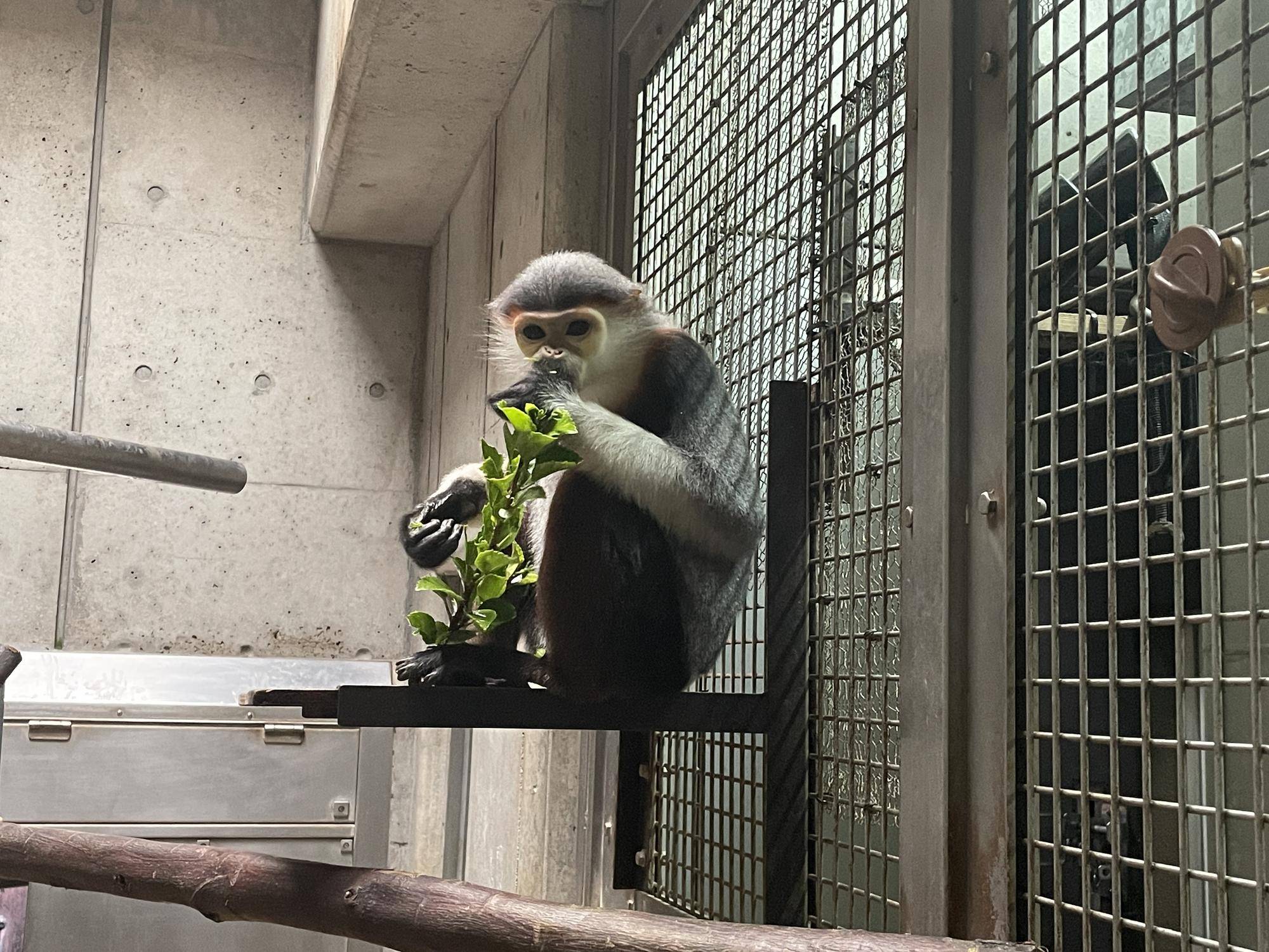 【飼育日誌】20230120:美しさ2倍ハイビスカス (25).jpg