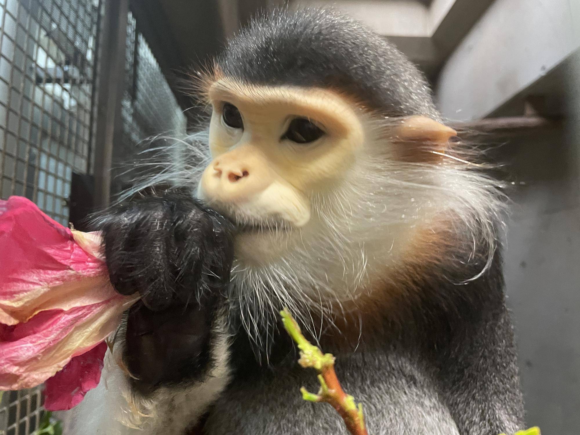 【飼育日誌】20230120：美しさ2倍ハイビスカス (6).jpg