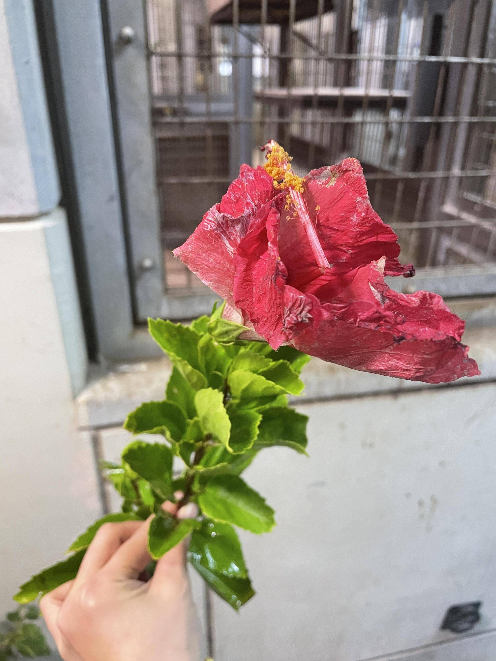 【飼育日誌】20230120：美しさ2倍ハイビスカス (2).jpg