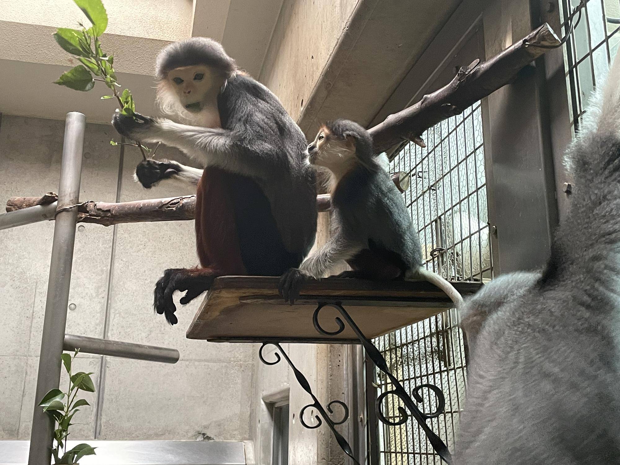 【飼育日誌】20230120：美しさ2倍ハイビスカス (29).jpg