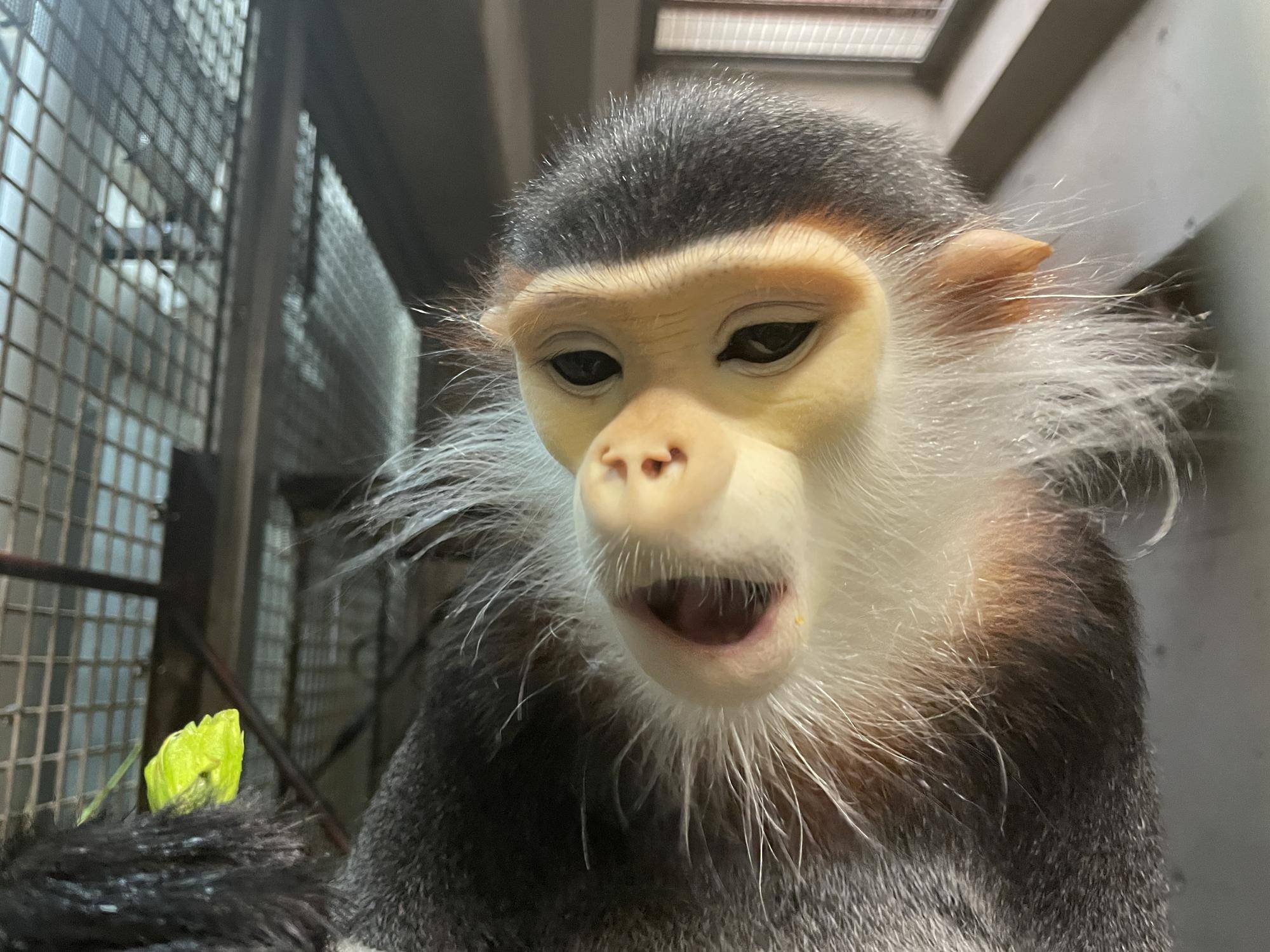 【飼育日誌】20230120：美しさ2倍ハイビスカス (8).jpg