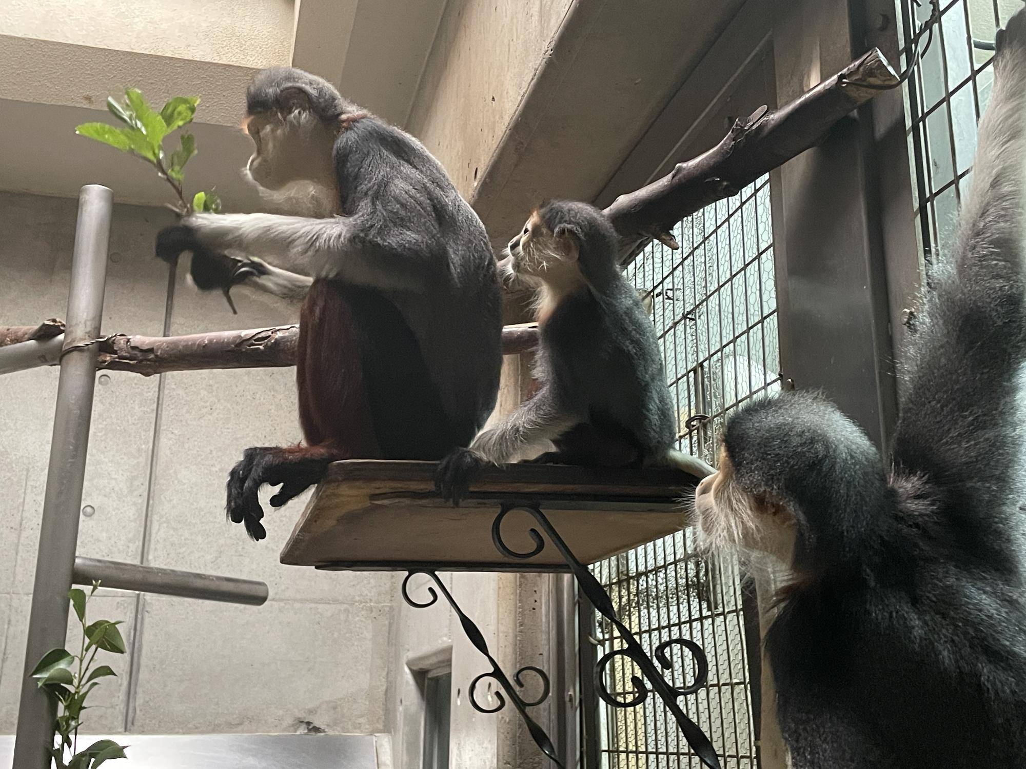 【飼育日誌】20230120：美しさ2倍ハイビスカス (27).jpg