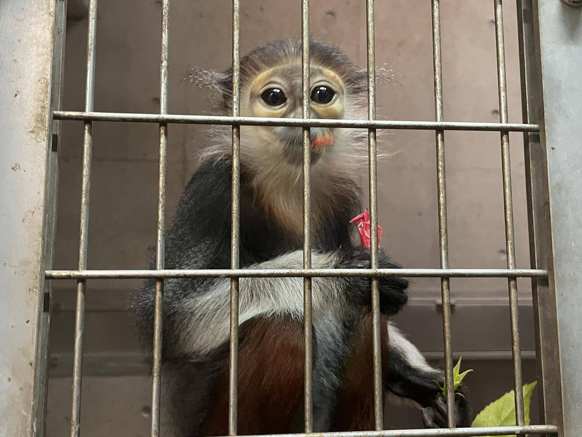 【飼育日誌】20230120：美しさ2倍ハイビスカス (17).jpg