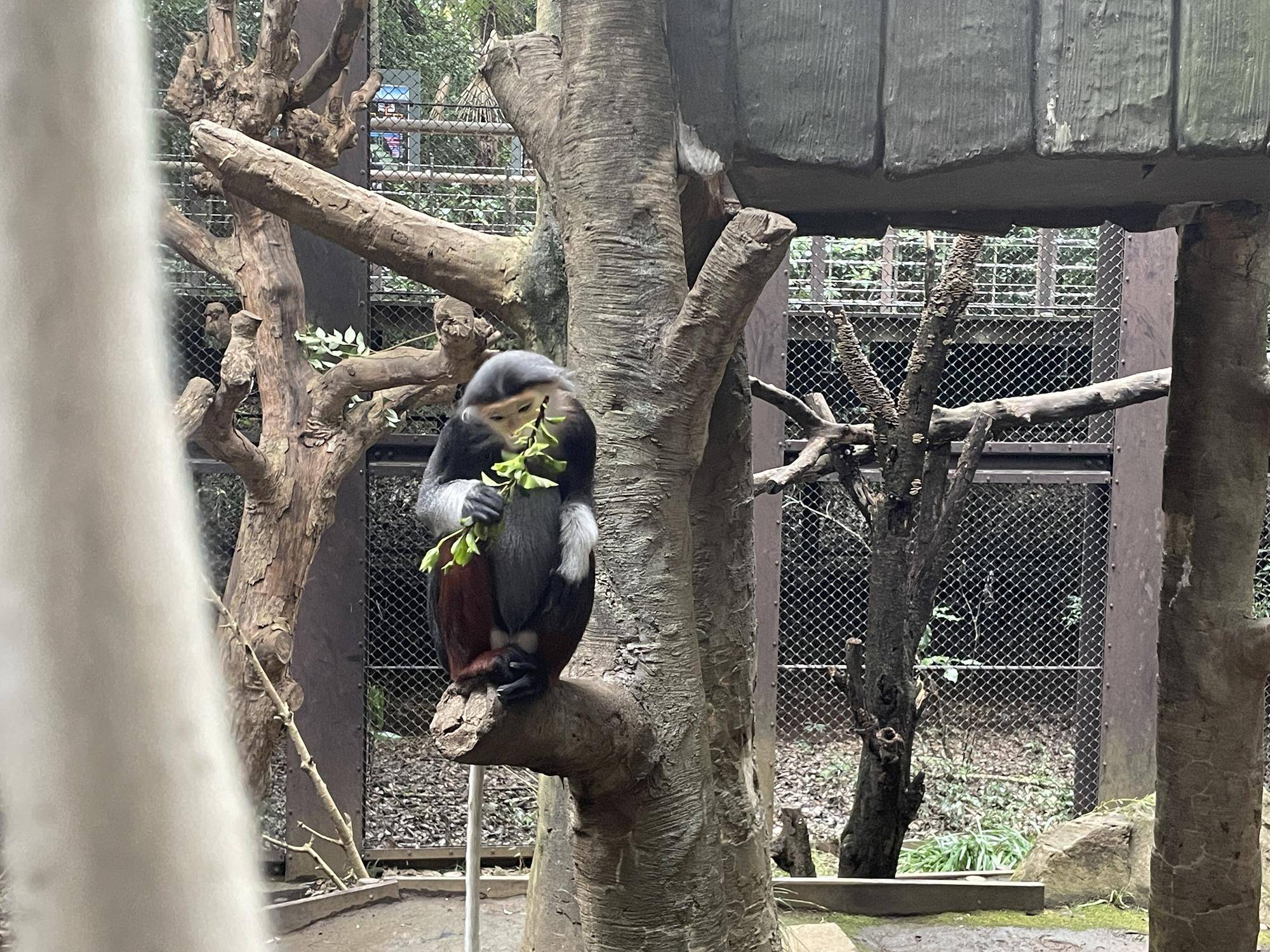 【飼育日誌】20230120:美しさ2倍ハイビスカス (31).jpg