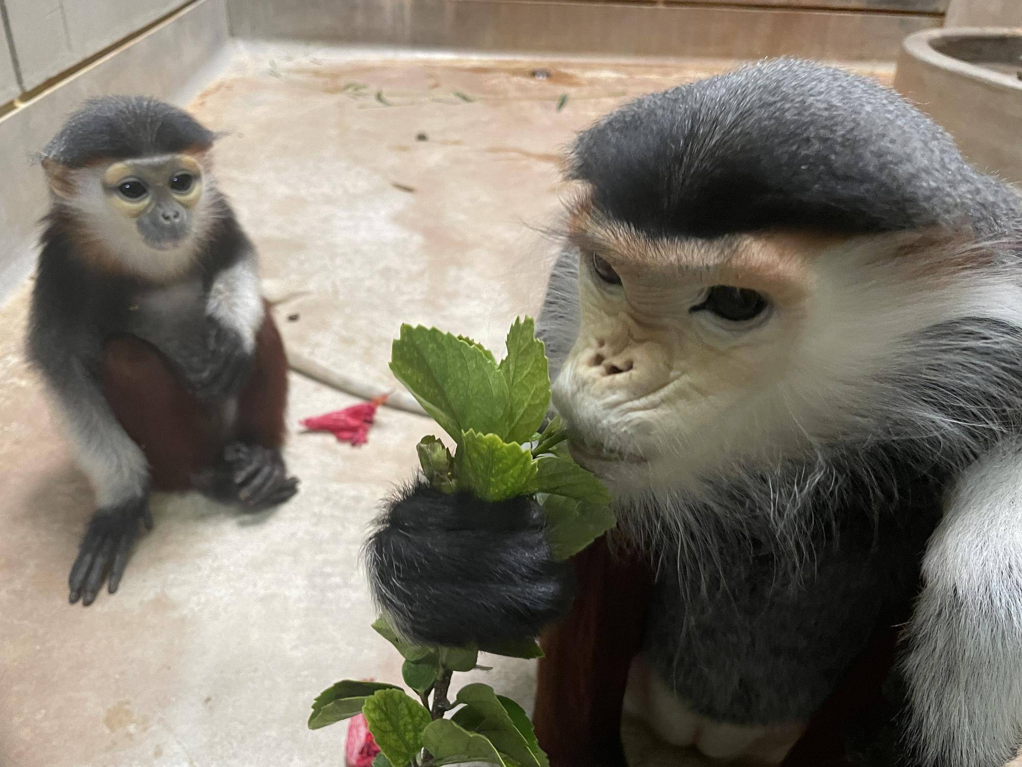 【飼育日誌】20230120:美しさ2倍ハイビスカス (21).jpg