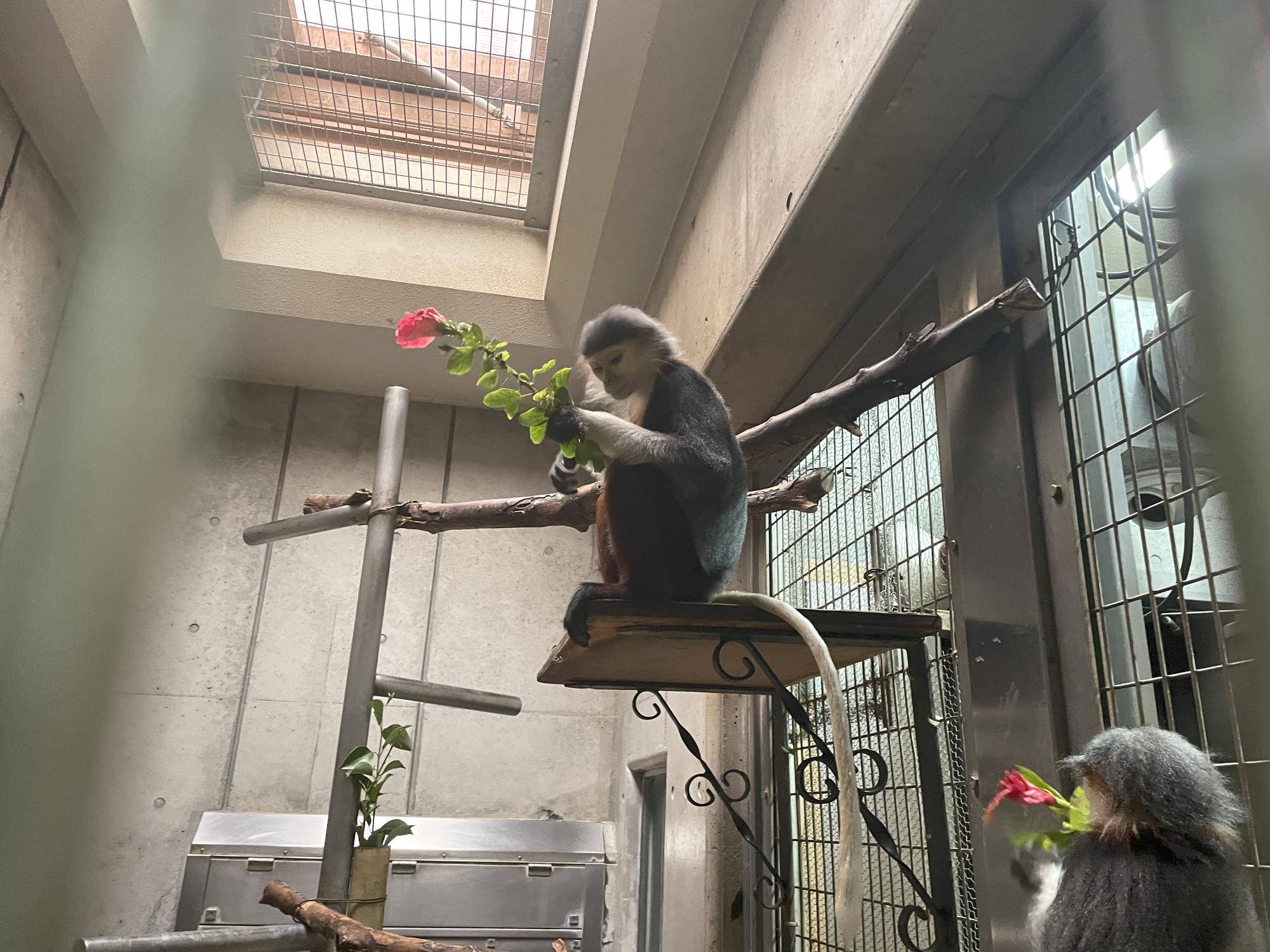 【飼育日誌】20230120：美しさ2倍ハイビスカス (10).jpg