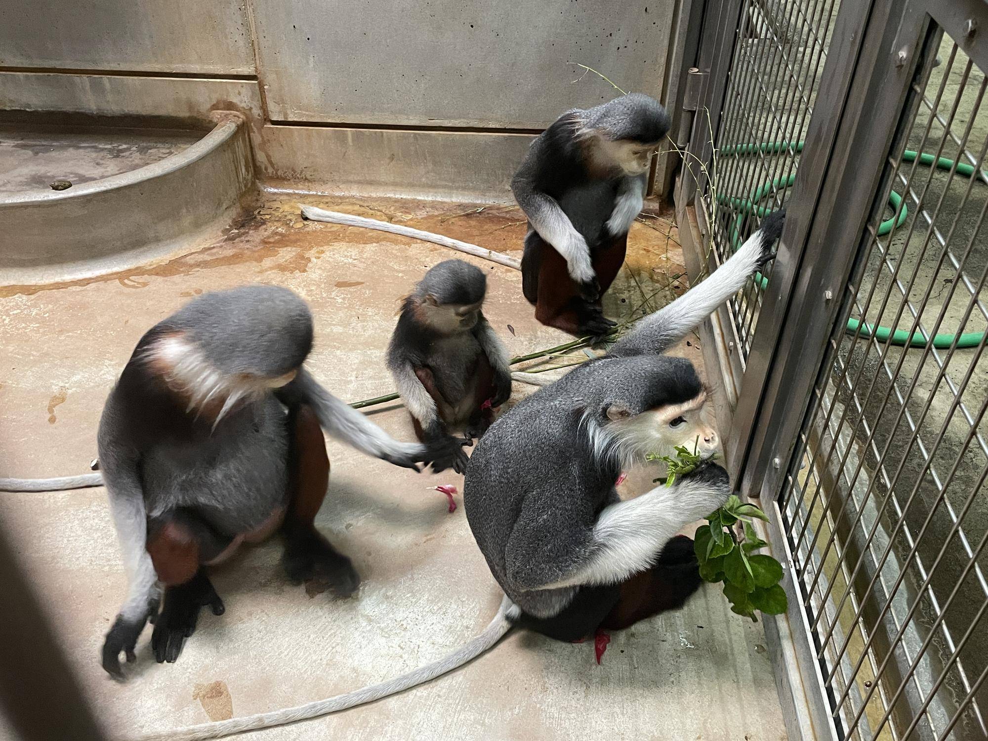 【飼育日誌】20230120:美しさ2倍ハイビスカス (33).jpg