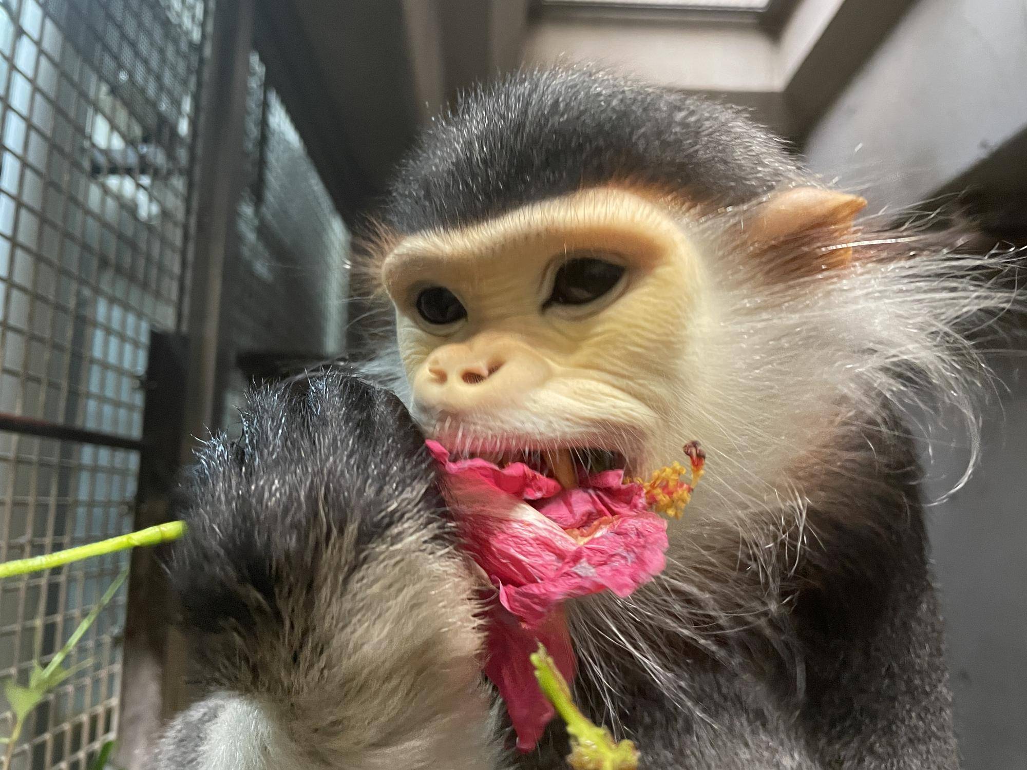 【飼育日誌】20230120：美しさ2倍ハイビスカス (7).jpg