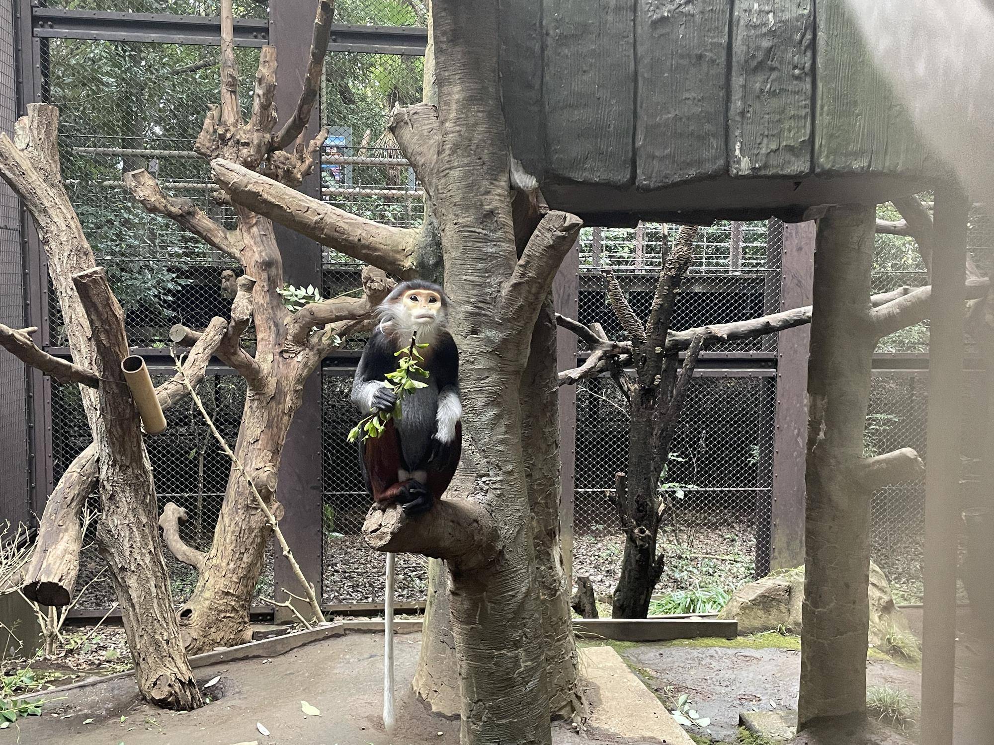 【飼育日誌】20230120:美しさ2倍ハイビスカス (24).jpg