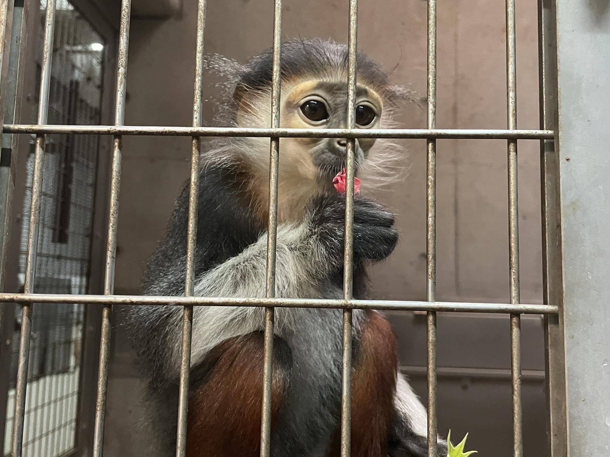 【飼育日誌】20230120：美しさ2倍ハイビスカス (16).jpg