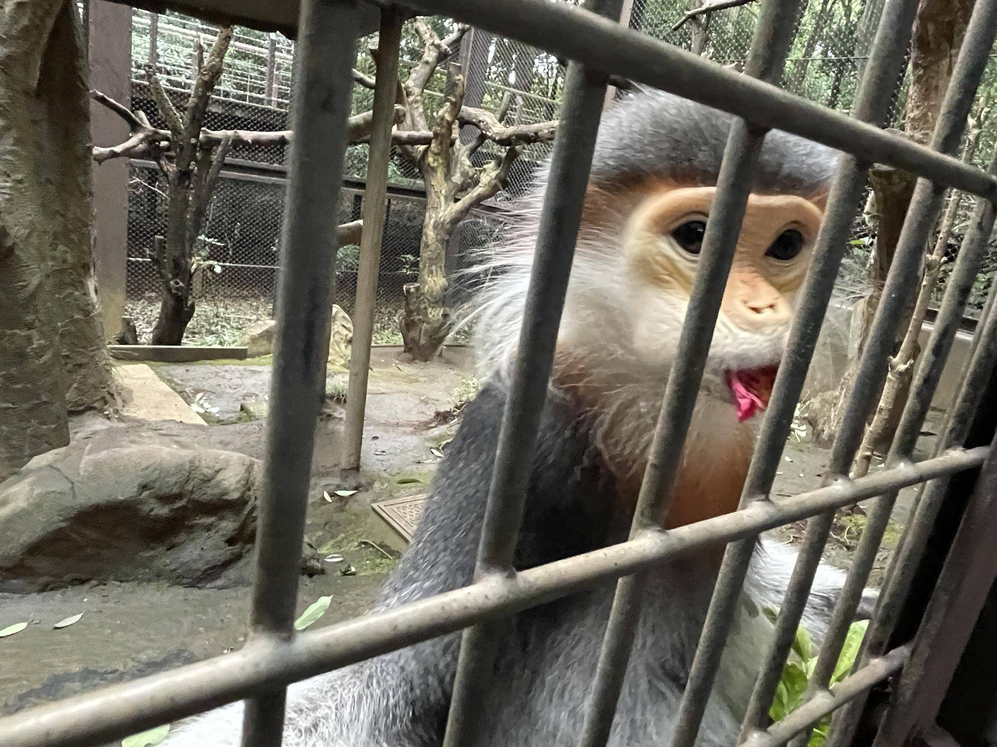 【飼育日誌】20230120:美しさ2倍ハイビスカス (22).jpg