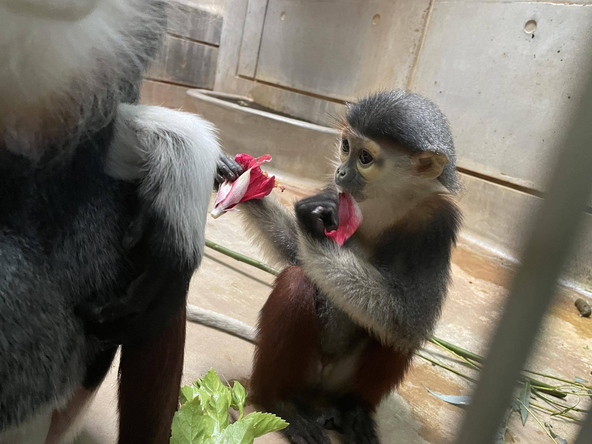 【飼育日誌】20230120:美しさ2倍ハイビスカス (26).jpg