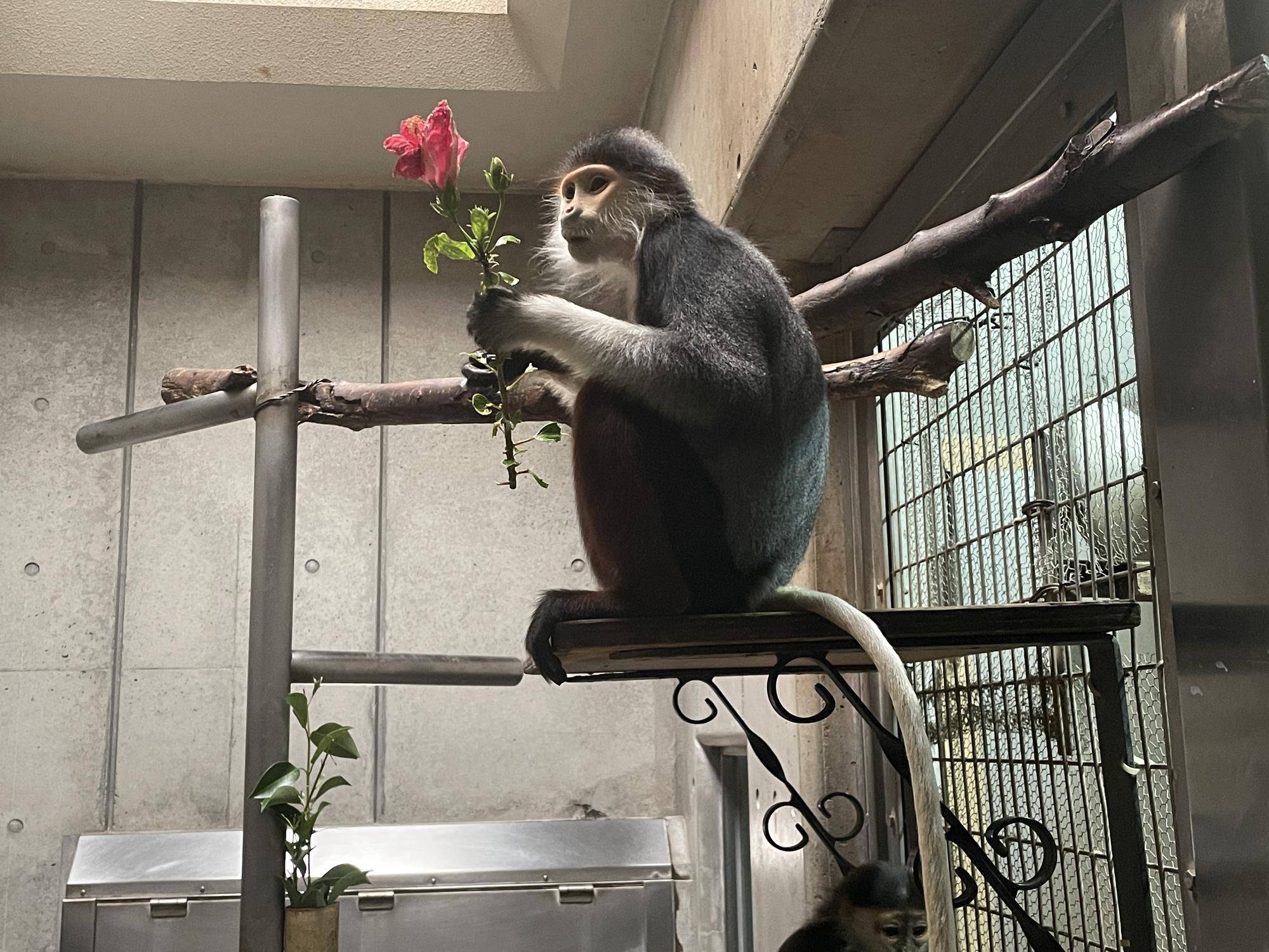 【飼育日誌】20230120：美しさ2倍ハイビスカス (12).jpg