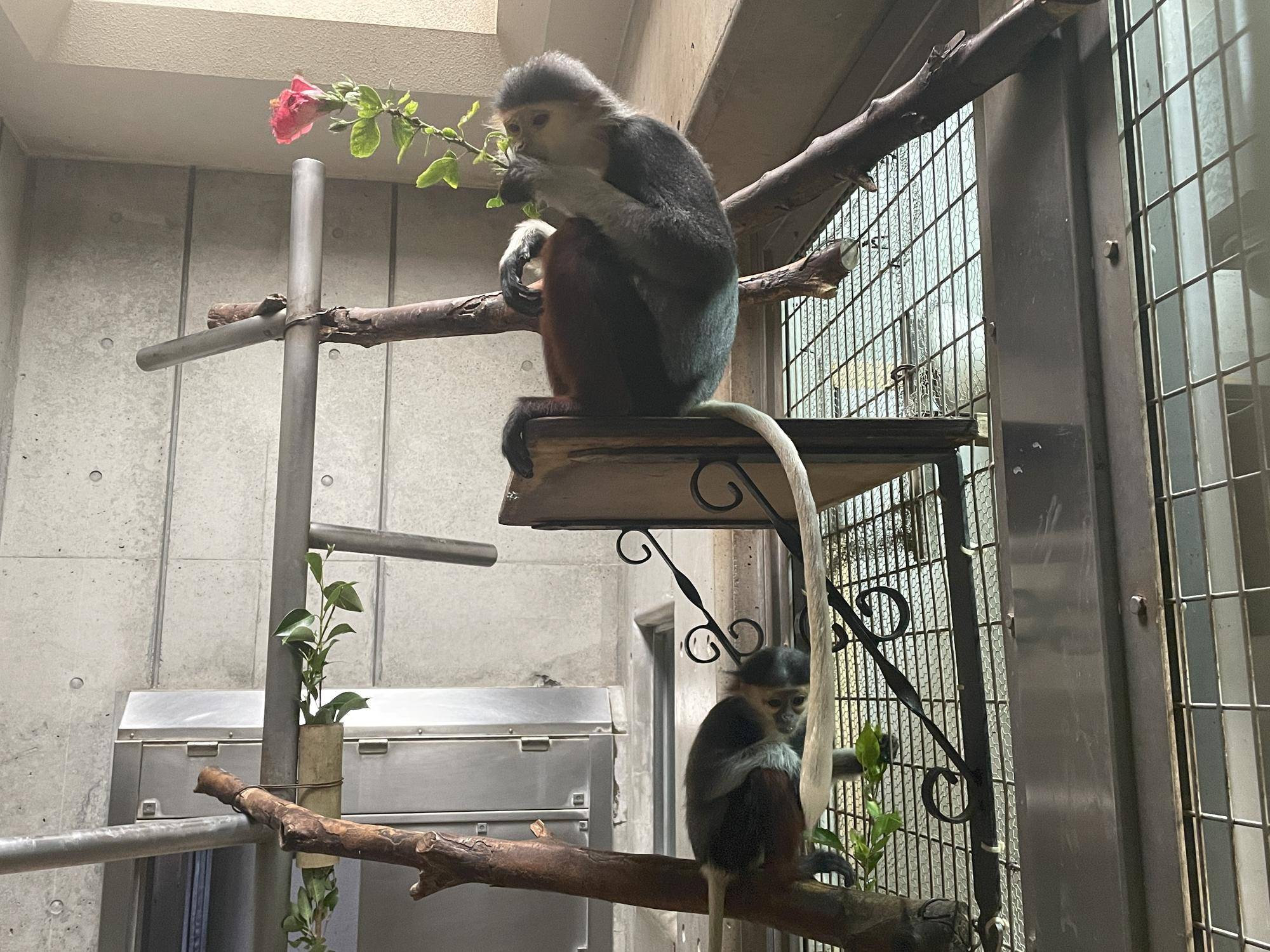 【飼育日誌】20230120：美しさ2倍ハイビスカス (11).jpg