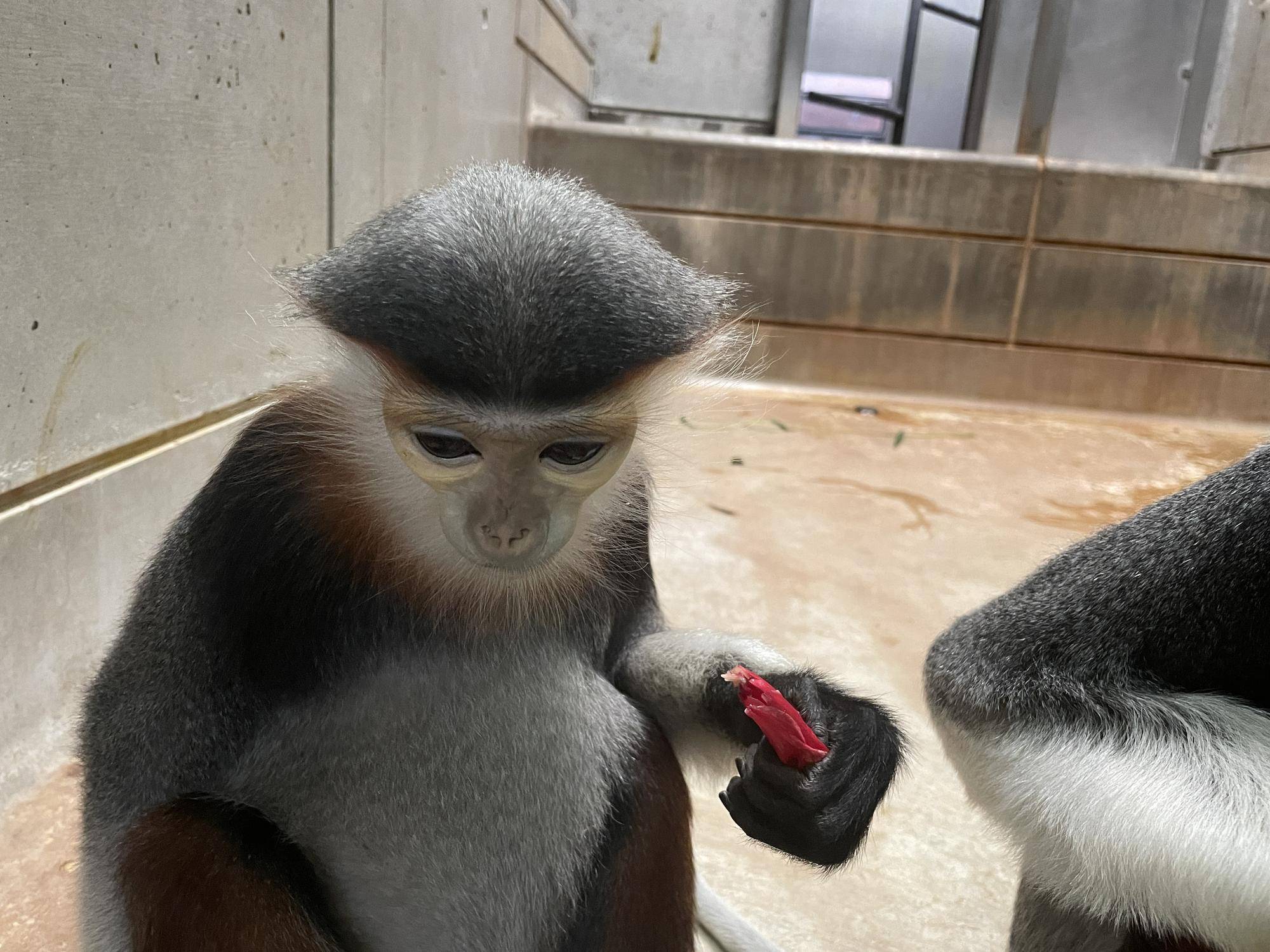 【飼育日誌】20230120:美しさ2倍ハイビスカス (19).jpg