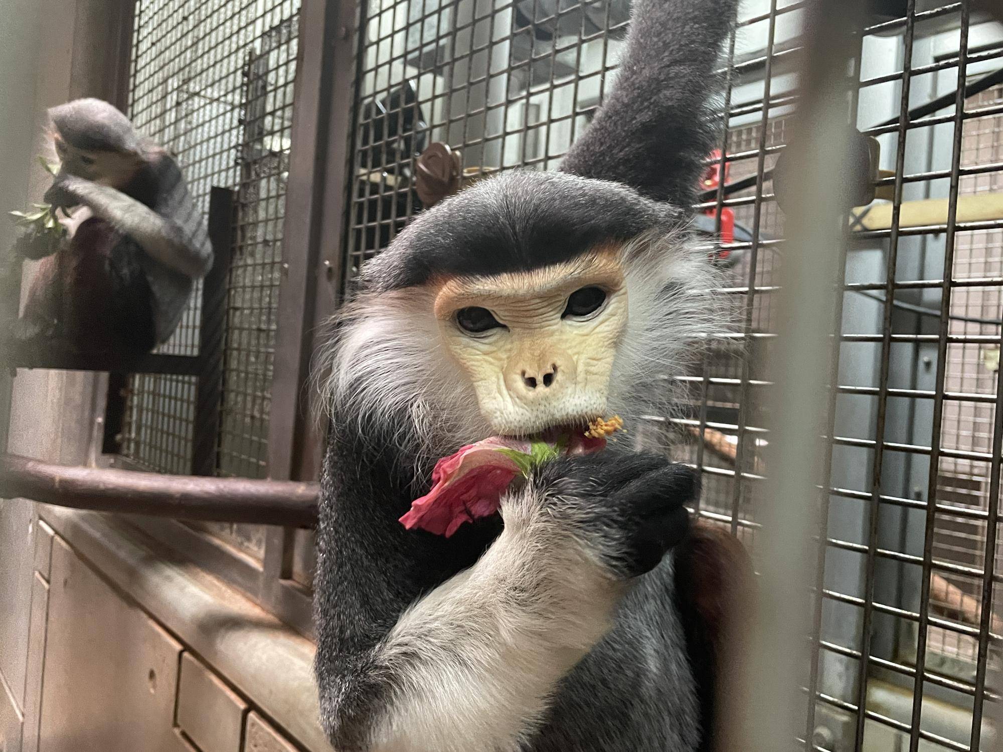 【飼育日誌】20230120:美しさ2倍ハイビスカス (28).jpg