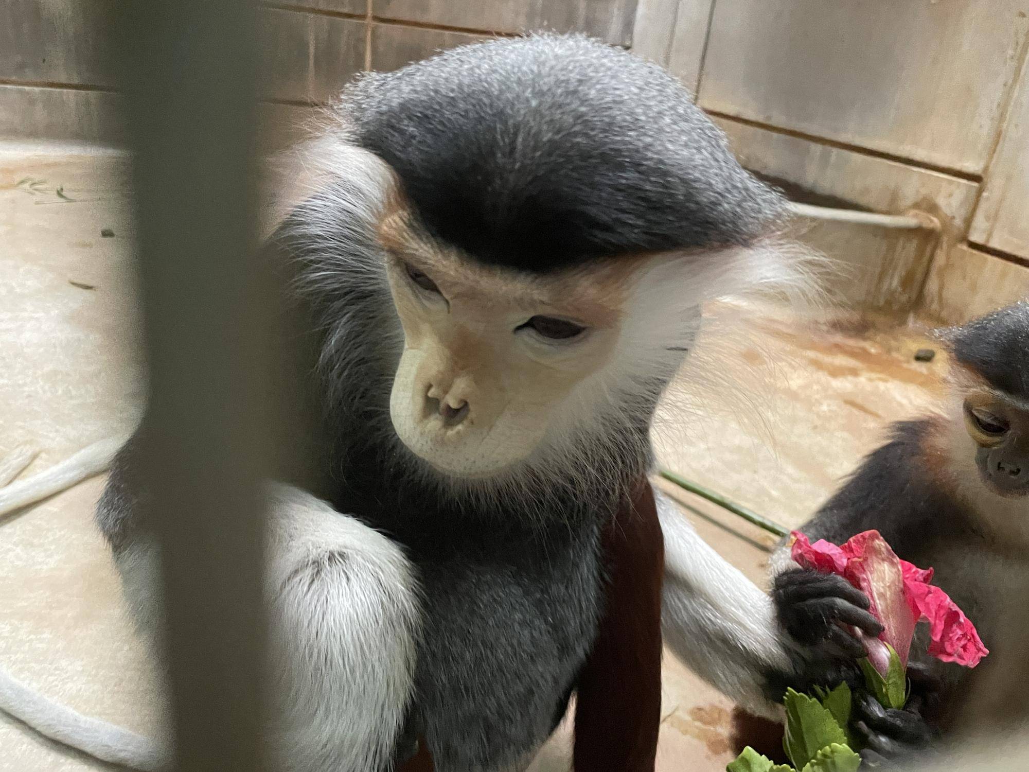 【飼育日誌】20230120:美しさ2倍ハイビスカス (18).jpg