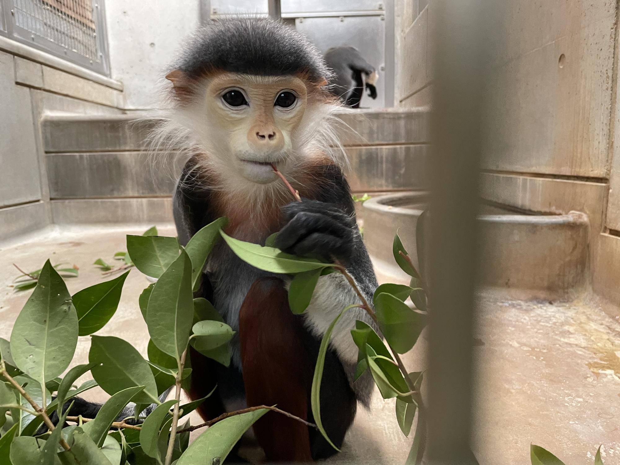【飼育日誌】20230426:新芽! (9).jpg
