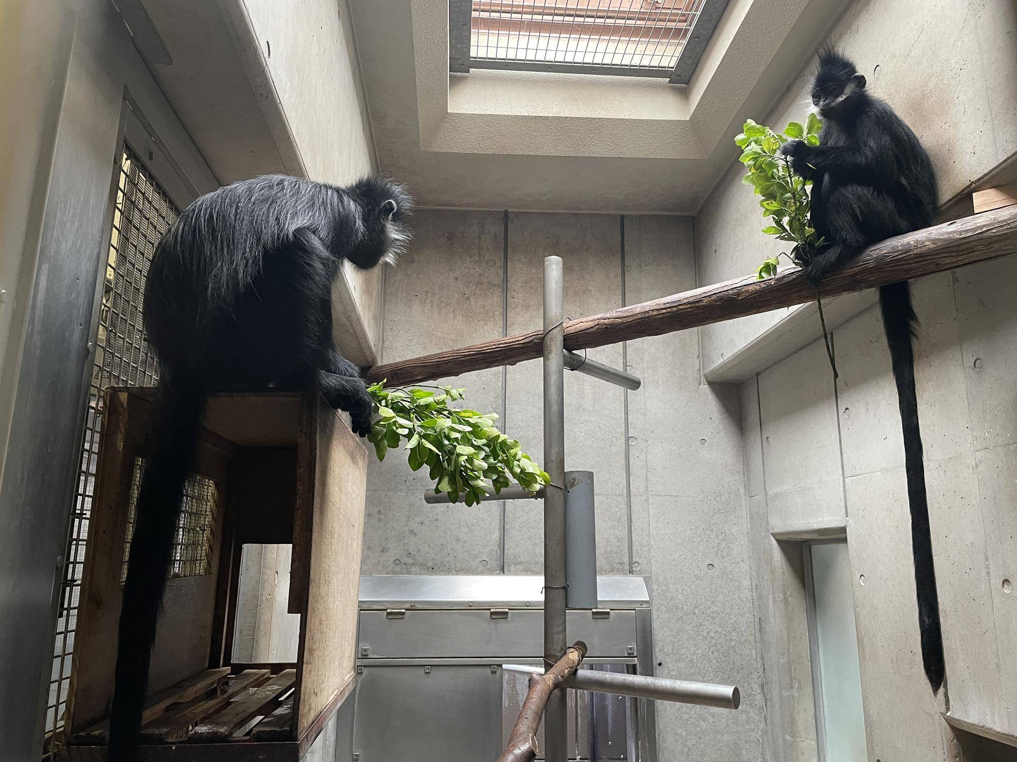 【飼育日誌】20230426:新芽! (22).jpg