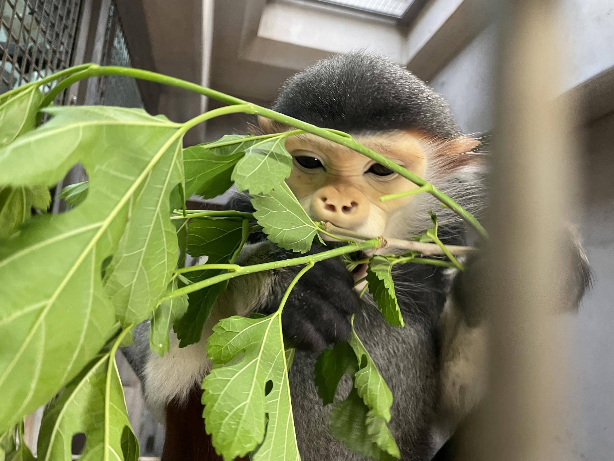 【飼育日誌】20230426:新芽! (5).jpg