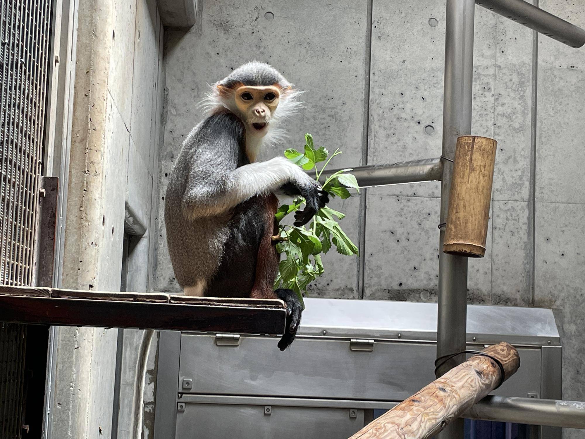 【飼育日誌】20230426:新芽! (13).jpg