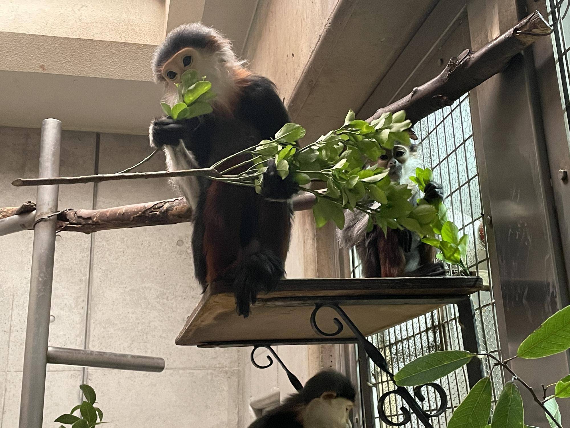 【飼育日誌】20230426:新芽! (14).jpg