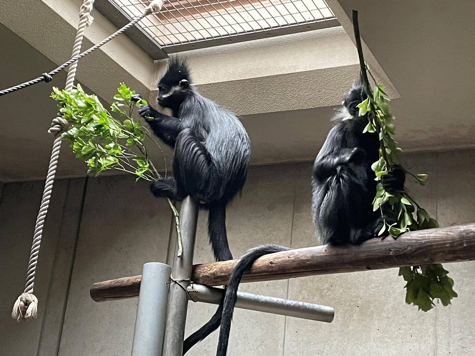 【飼育日誌】20230426:新芽! (2).jpg