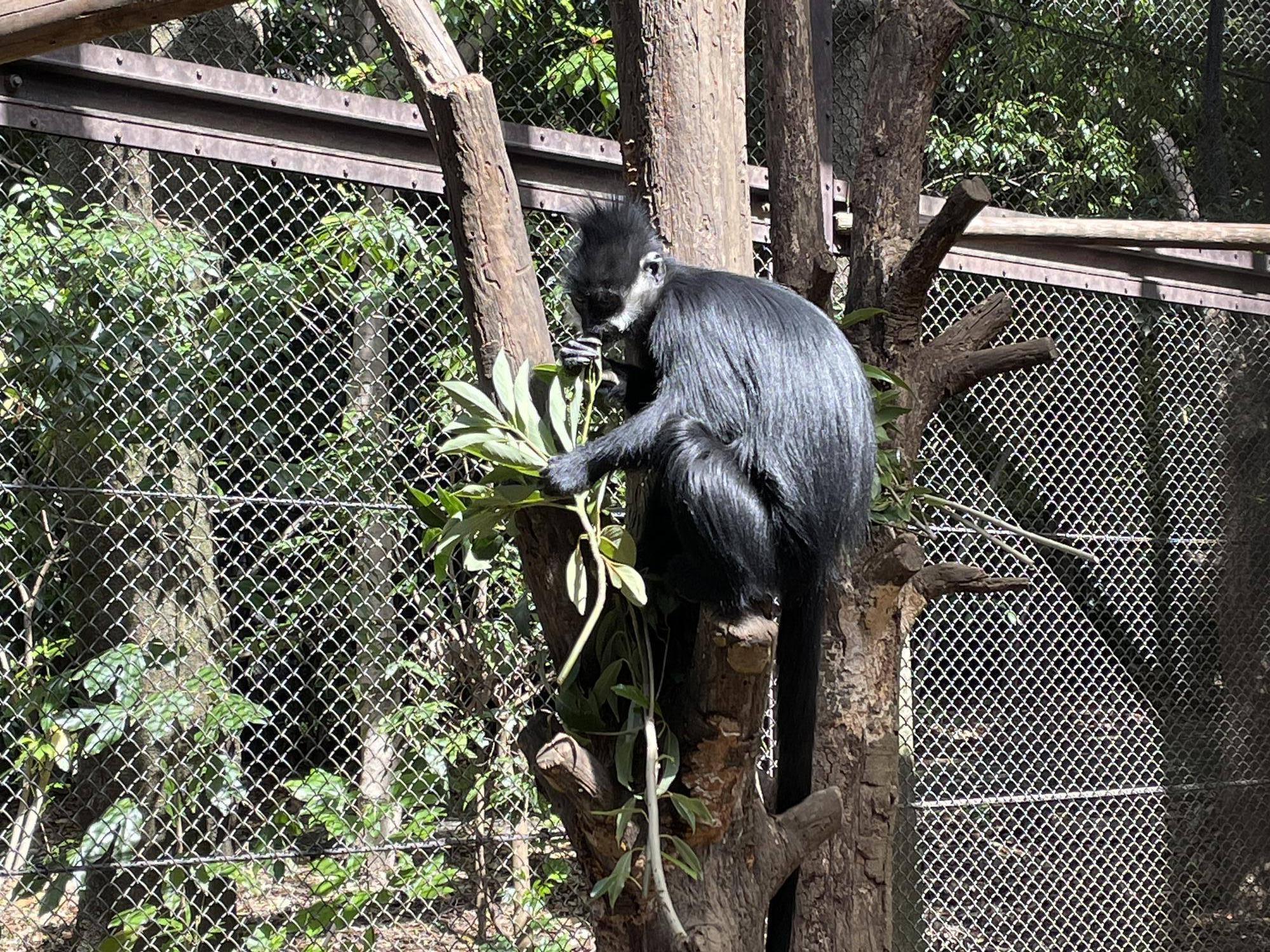 【飼育日誌】20230426:新芽! (23).jpg