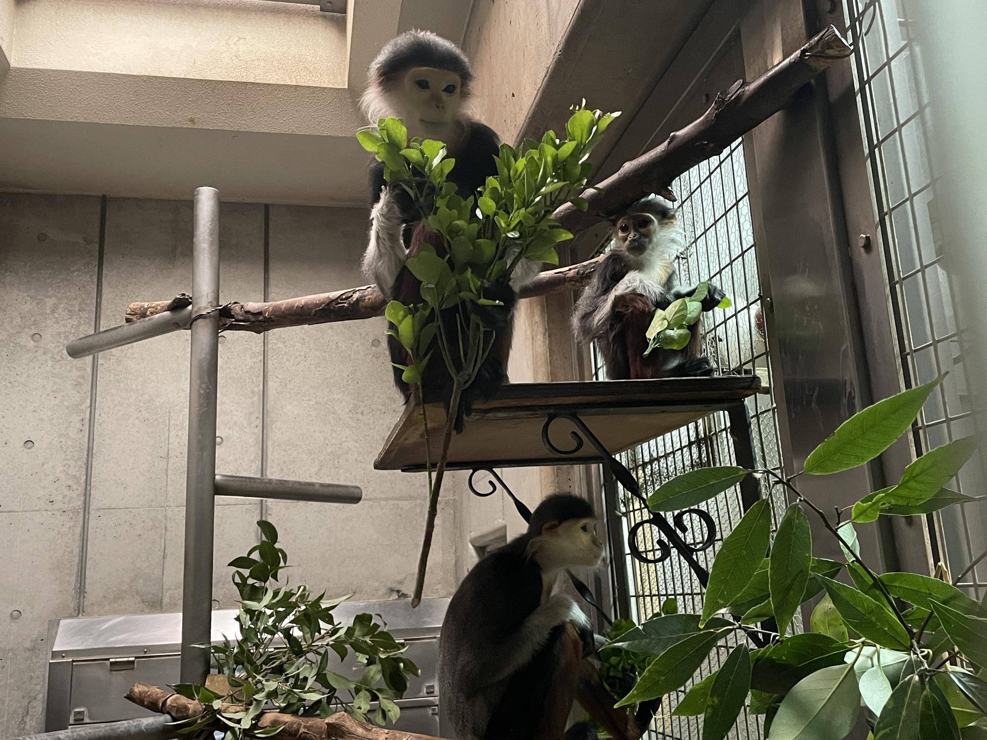 【飼育日誌】20230426:新芽! (3).jpg