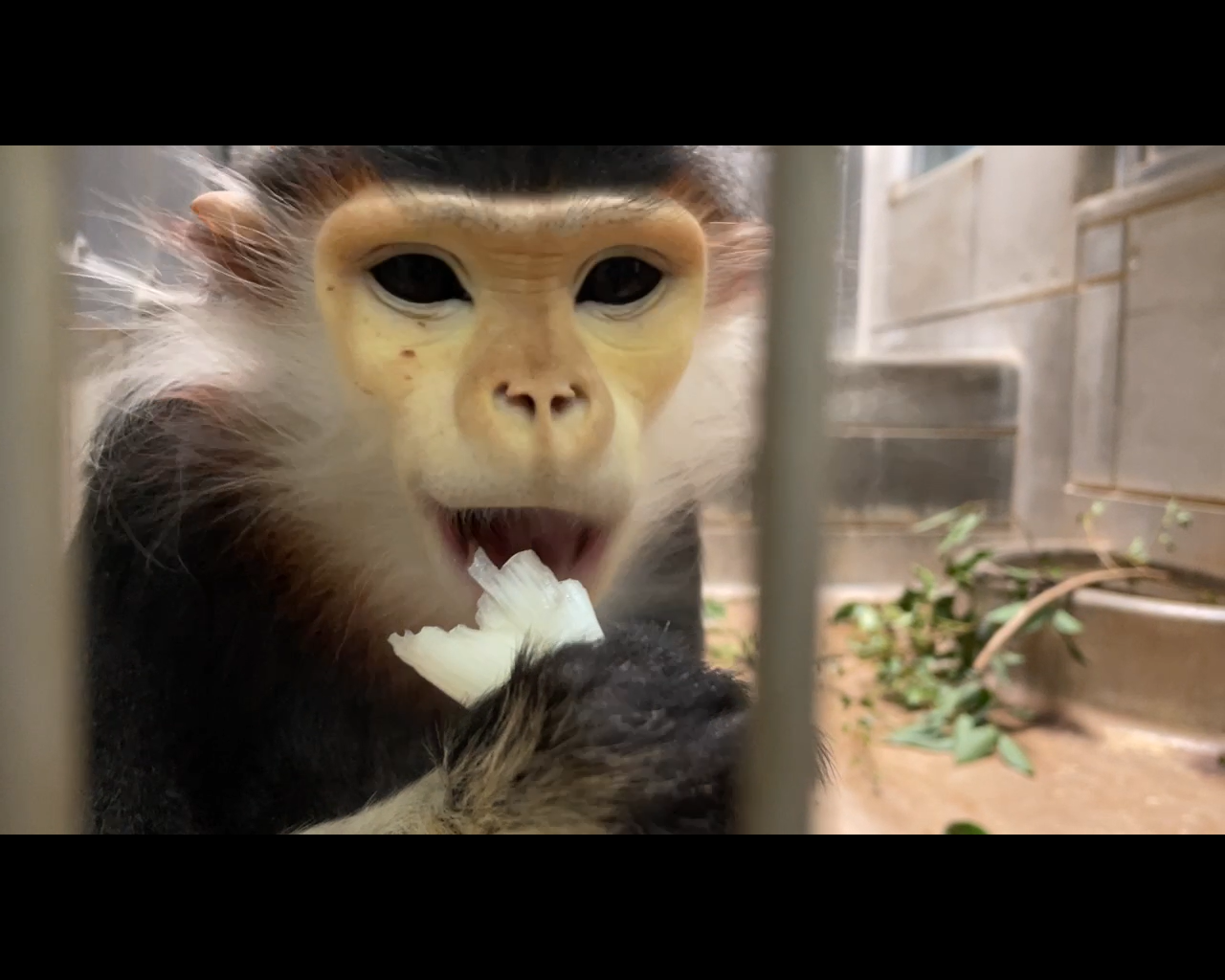 【飼育日誌】20230608：冬の秘策③④ (2).png