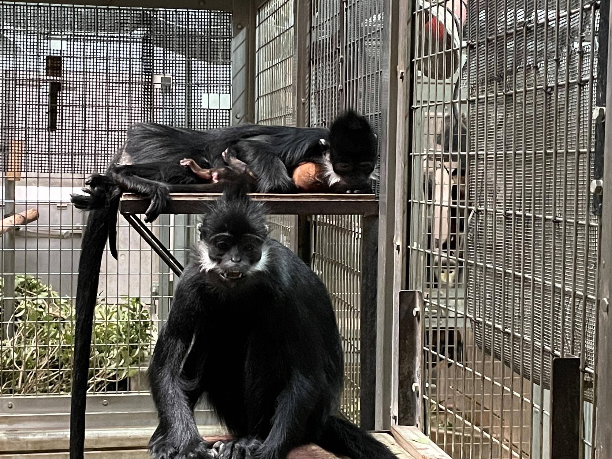 【飼育日誌】20230626:ユズの子通信1誕生 (7).jpg