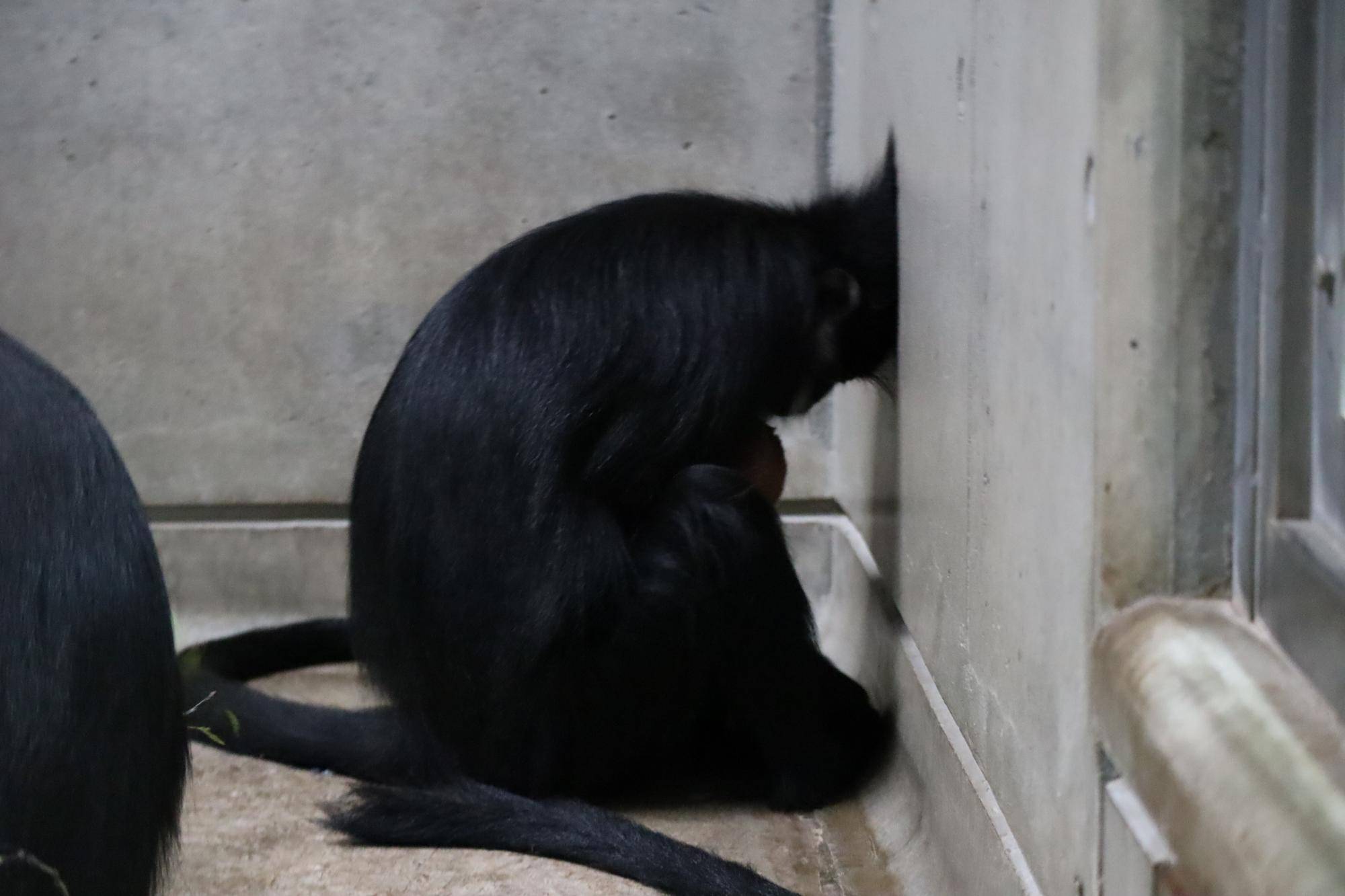 【飼育日誌】20230626:ユズの子通信1誕生 (9).jpg