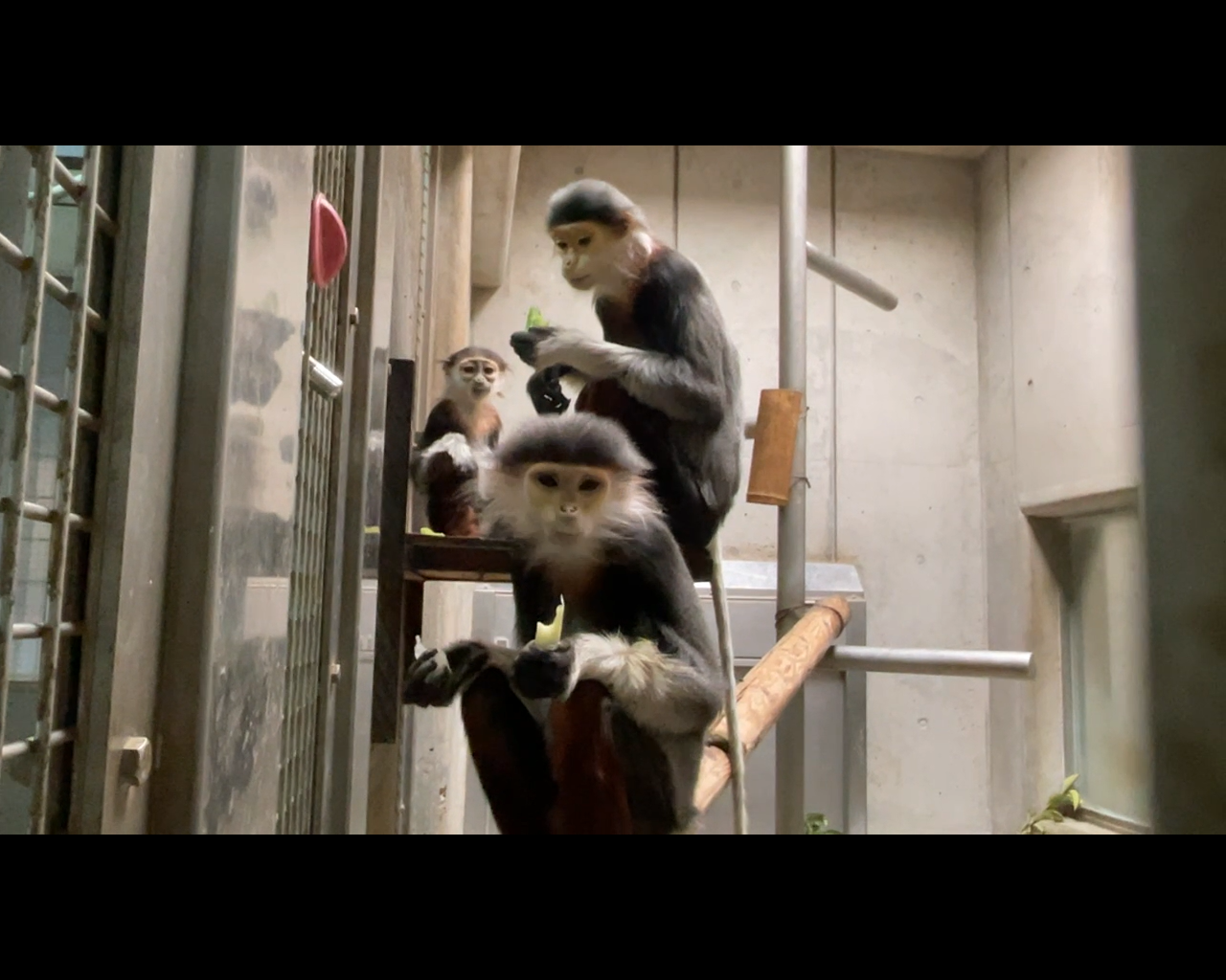 【飼育日誌】20230608：冬の秘策③④ (5).png