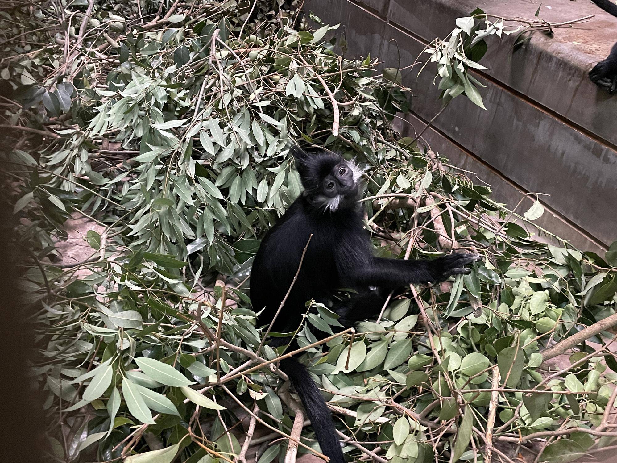 【飼育日誌】20230626:ユズの子通信1誕生 (2).jpg