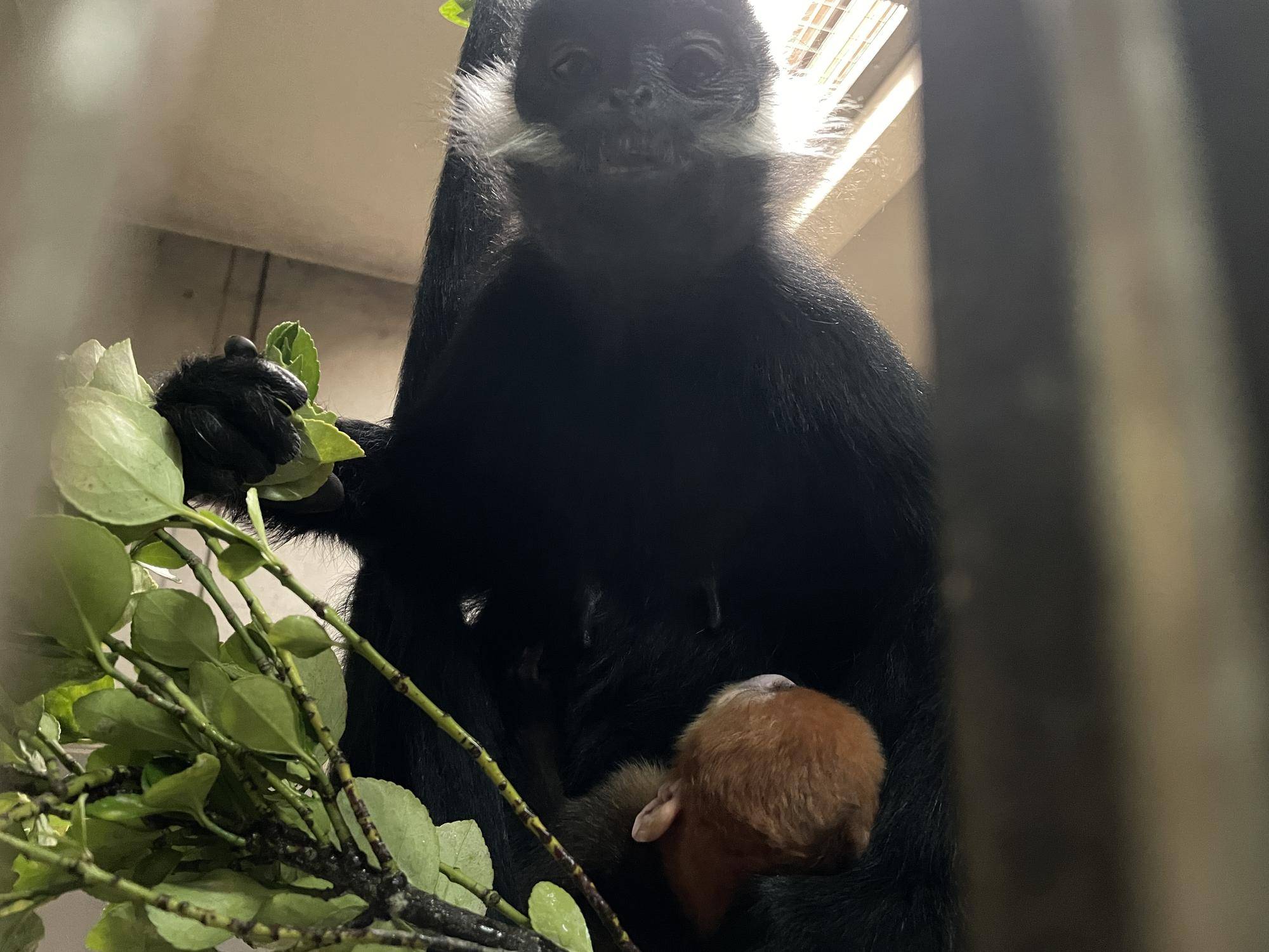 【飼育日誌】20230626:ユズの子通信1誕生 (4).jpg