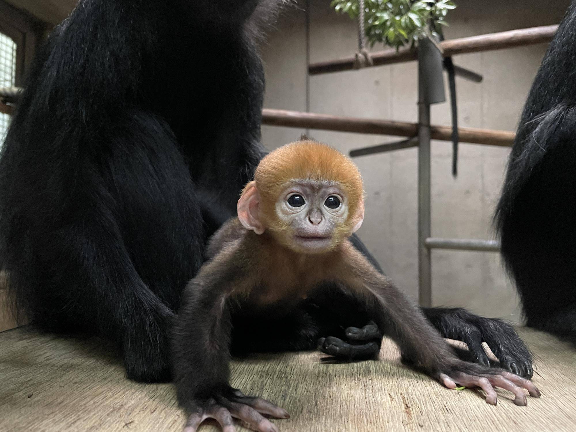 希少 新品タグ付き ズーラシア 動物園 ぬいぐるみ フランソワルトン 希少 新品タグ付き ズーラシア 動物園 ぬいぐるみ フランソワ
