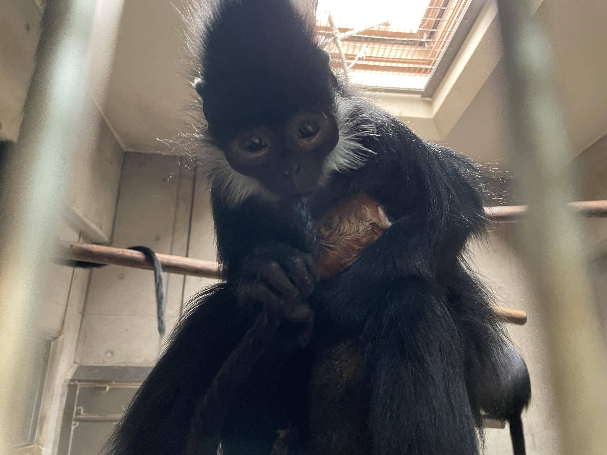 【飼育日誌】20230626:ユズの子通信1誕生 (3).jpg