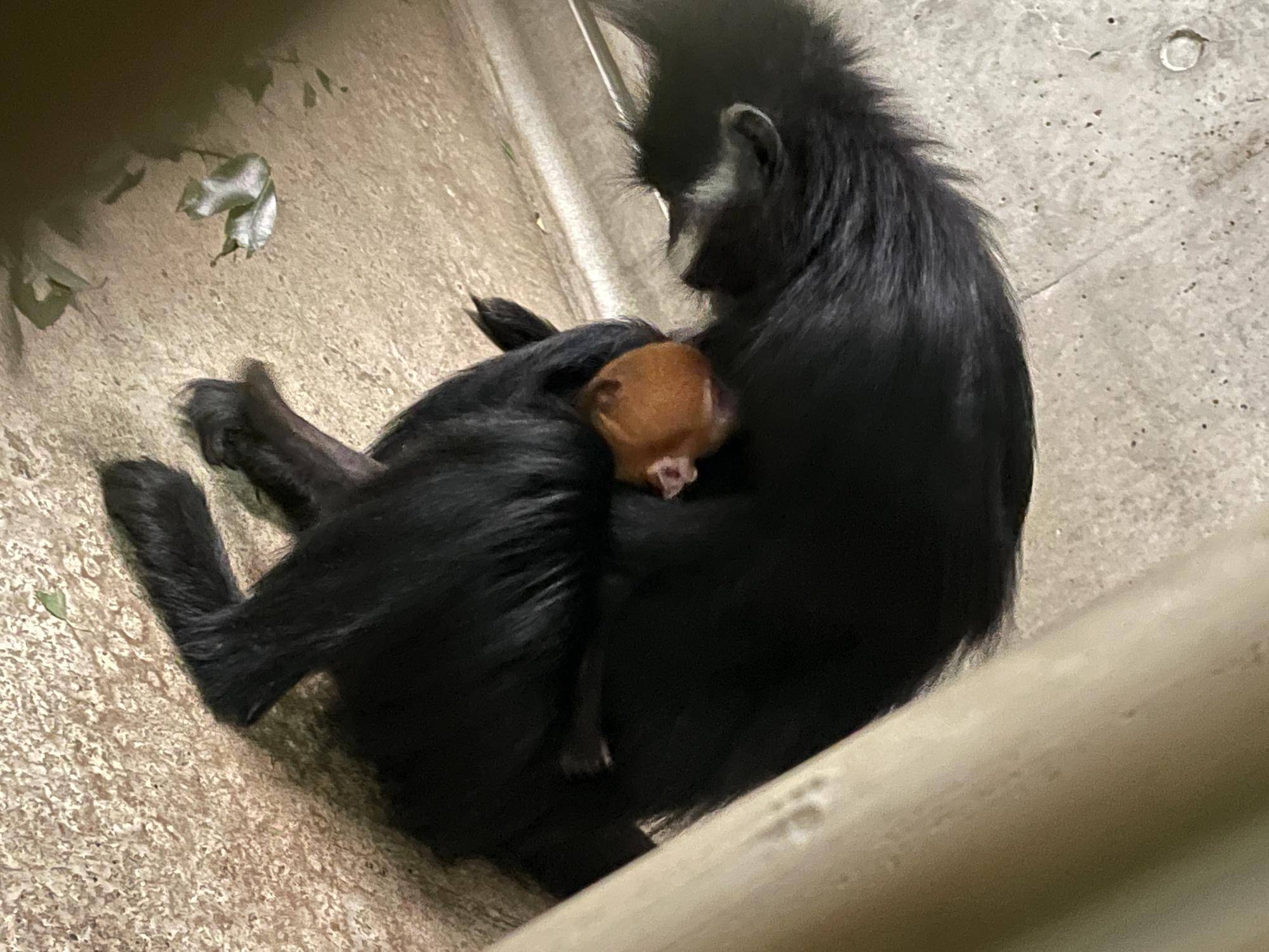 【飼育日誌】20230626:ユズの子通信1誕生 (10).jpg