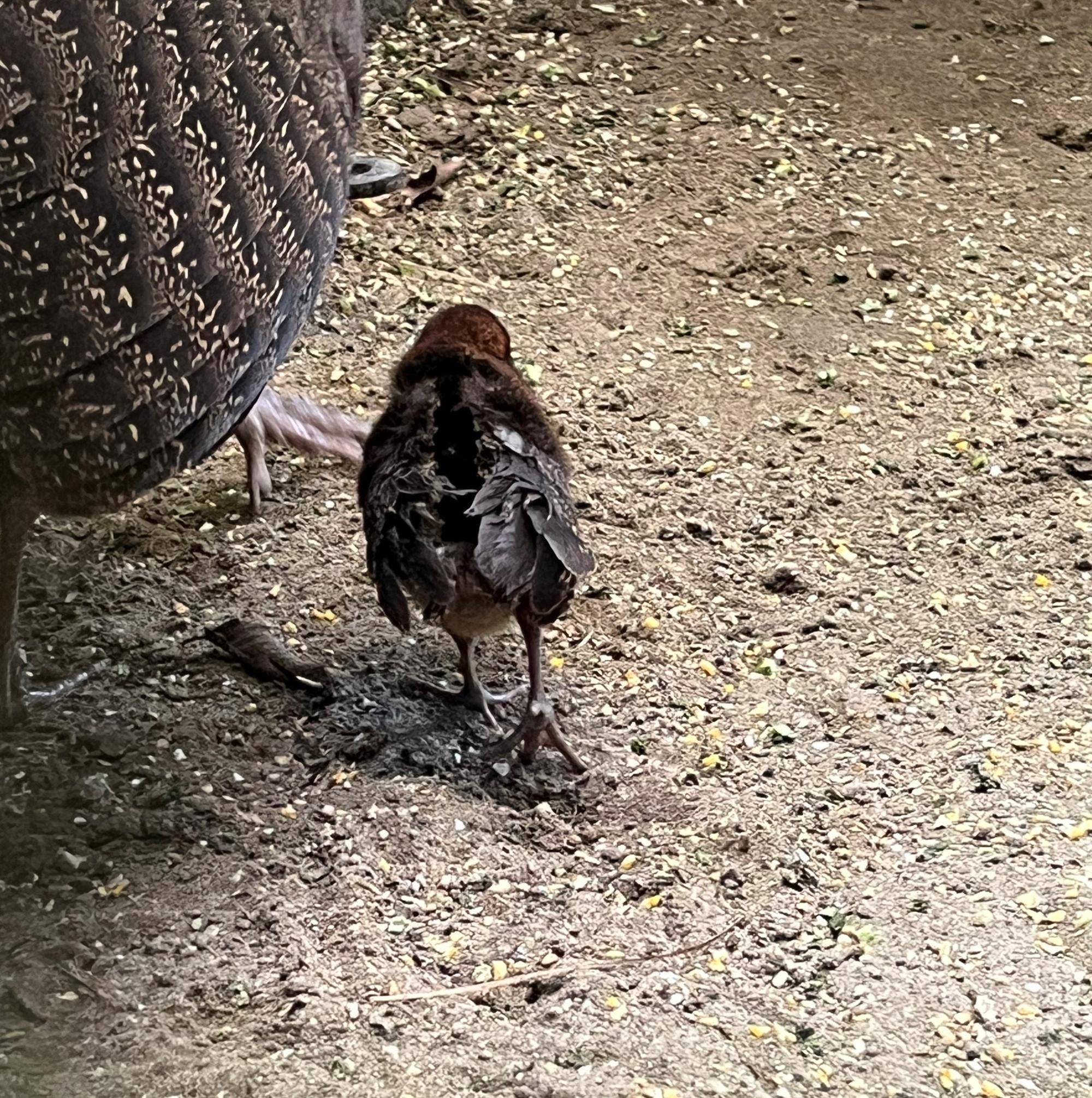 ヒナ 後ろ姿.jpg