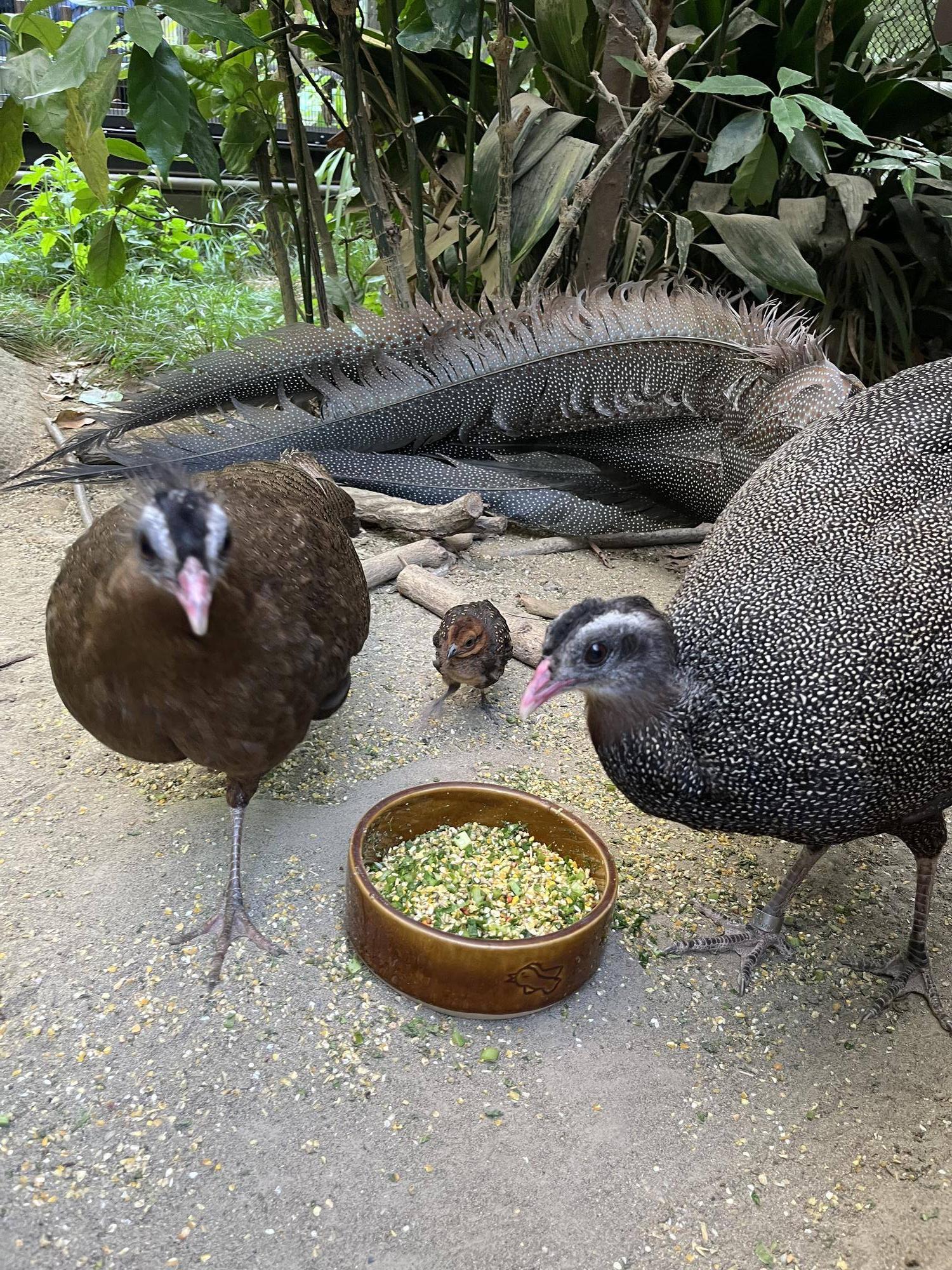 3羽でご飯.jpg
