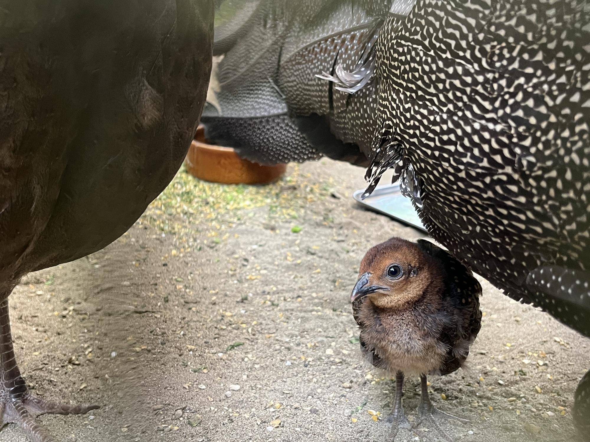 オスの下にいるヒナ.jpg