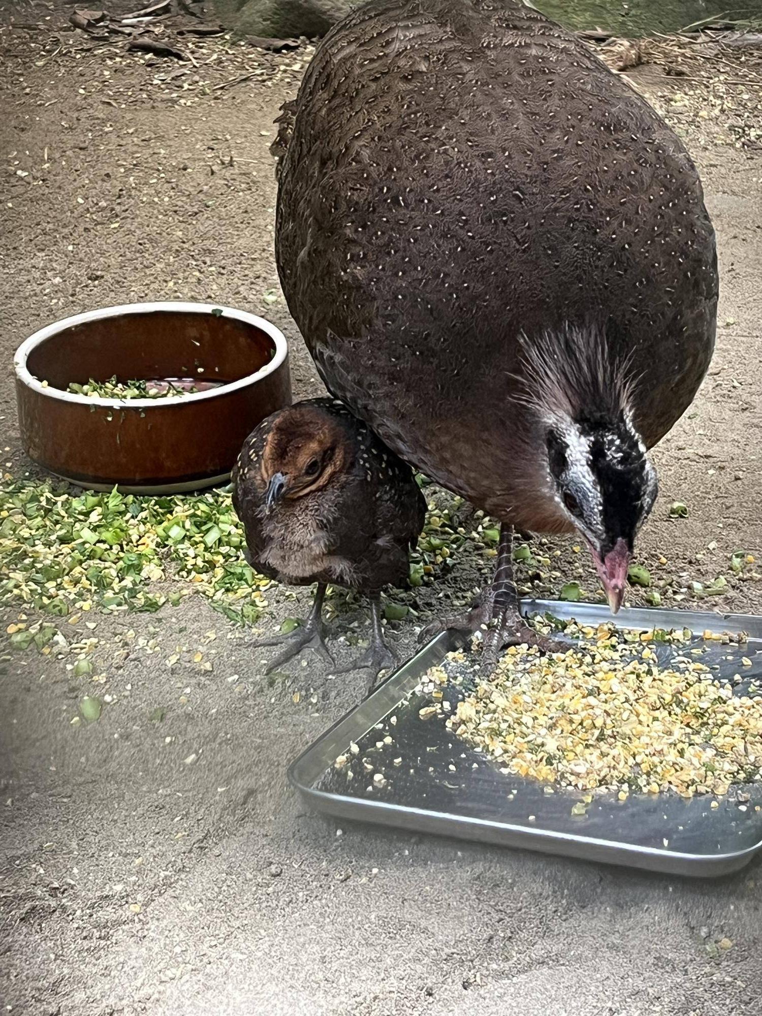 餌皿の前でボーっとするヒナ.jpg