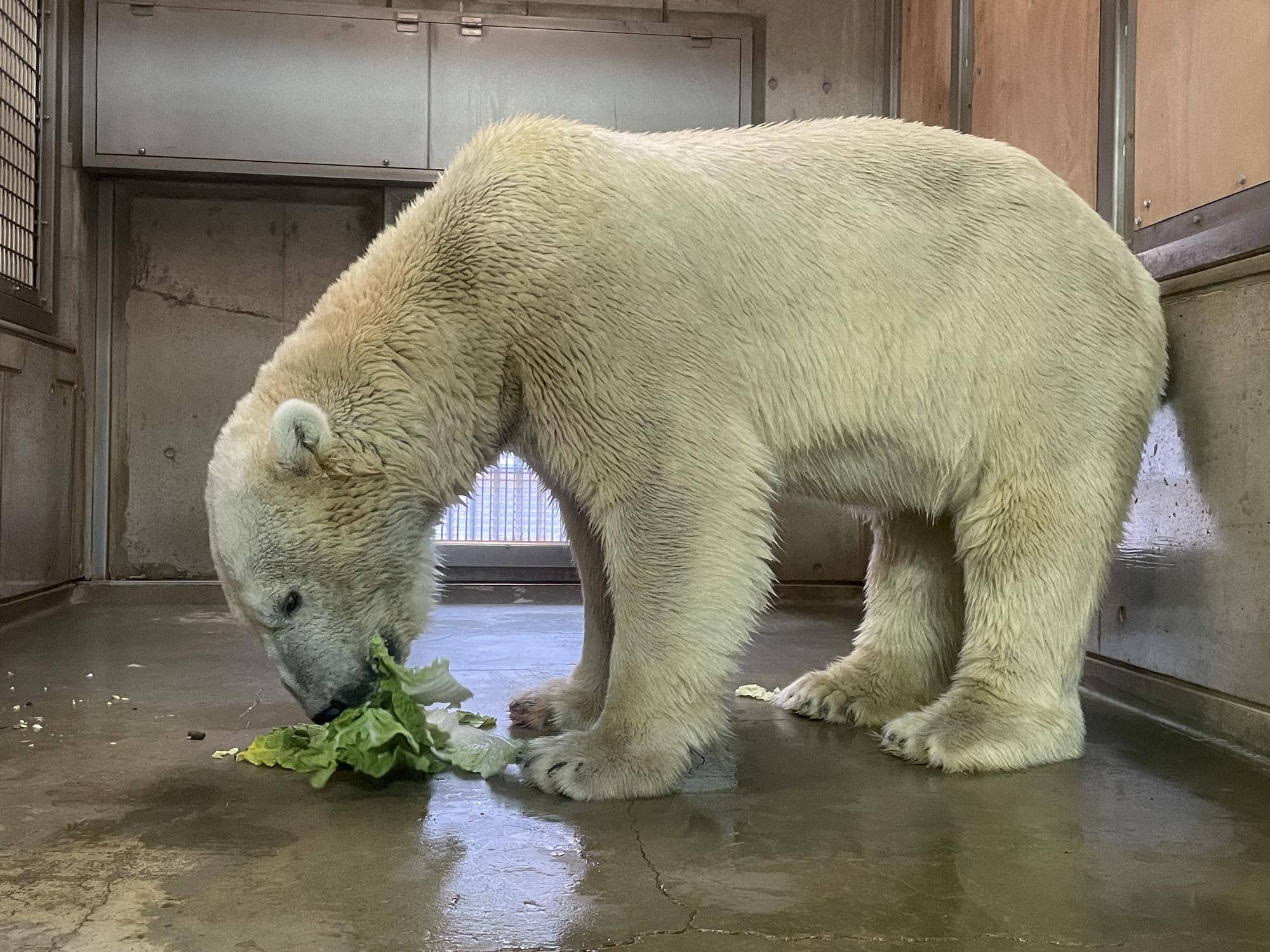 白菜を食べるホッキョクグマのゴーゴ.jpg