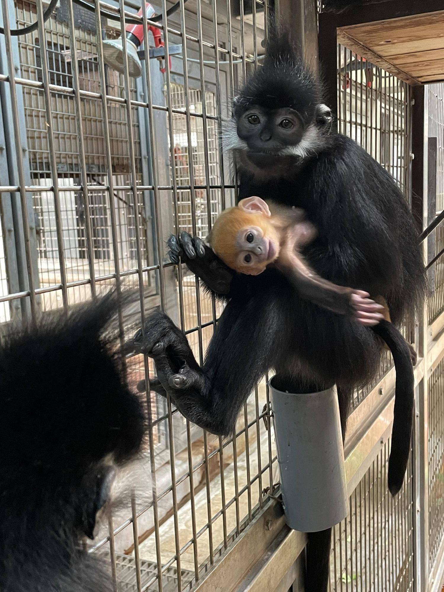 【飼育日誌】20230720：ユズぽん通信3アマナツと (9).jpg