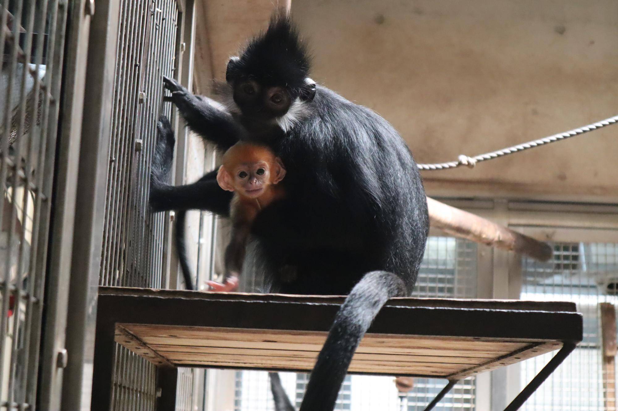 【飼育日誌】20230720：ユズぽん通信3アマナツと (11).jpg