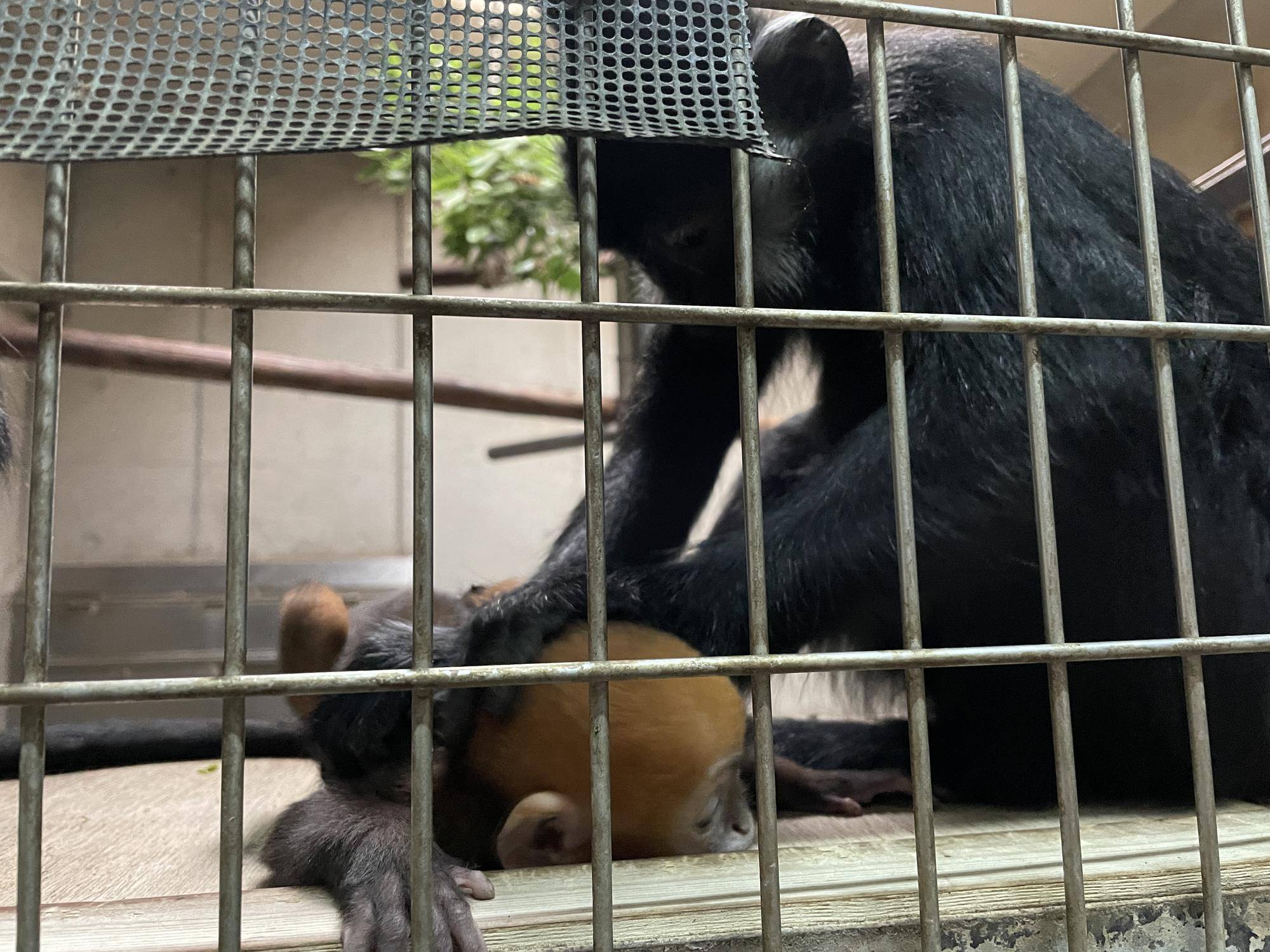 【飼育日誌】20230720：ユズぽん通信3アマナツと (7).jpg