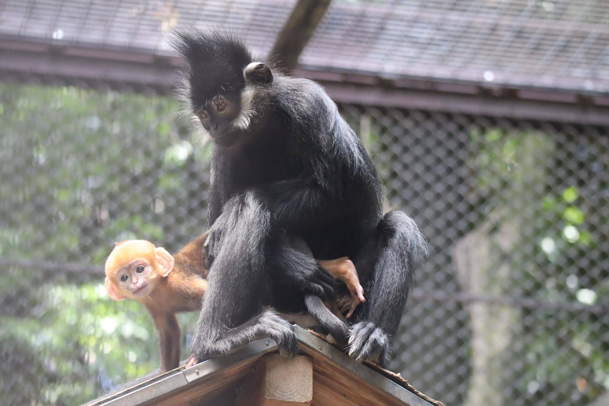 【飼育日誌】20230720：ユズぽん通信3アマナツと (5).jpg
